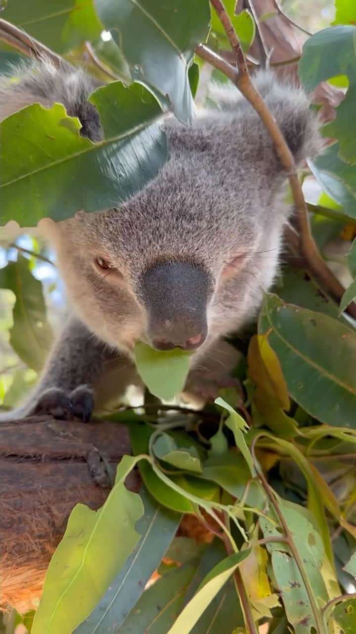 のインスタグラム：「Mornings with Sky 🐨💚🍃」