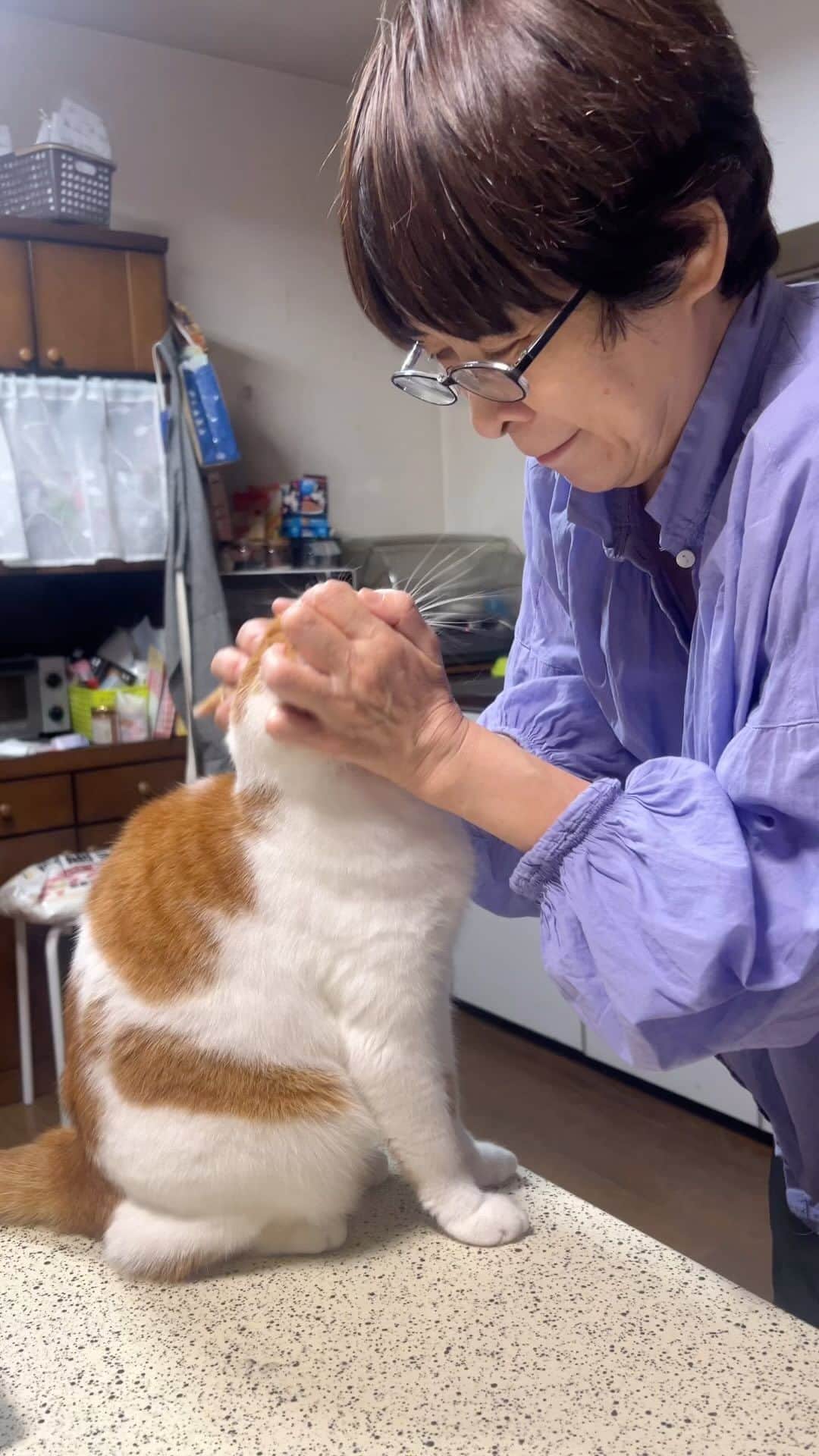 Kachimo Yoshimatsuのインスタグラム：「ナオさんに、顔をぐしゃぐしゃにもまれた。 これがスキ。  #うちの猫ら #猫 #ねこ #oinari #ニャンスタグラム #にゃんすたぐらむ #ねこのきもち #cat #ネコ #catstagram #ネコ部 http://kachimo.exblog.jp」