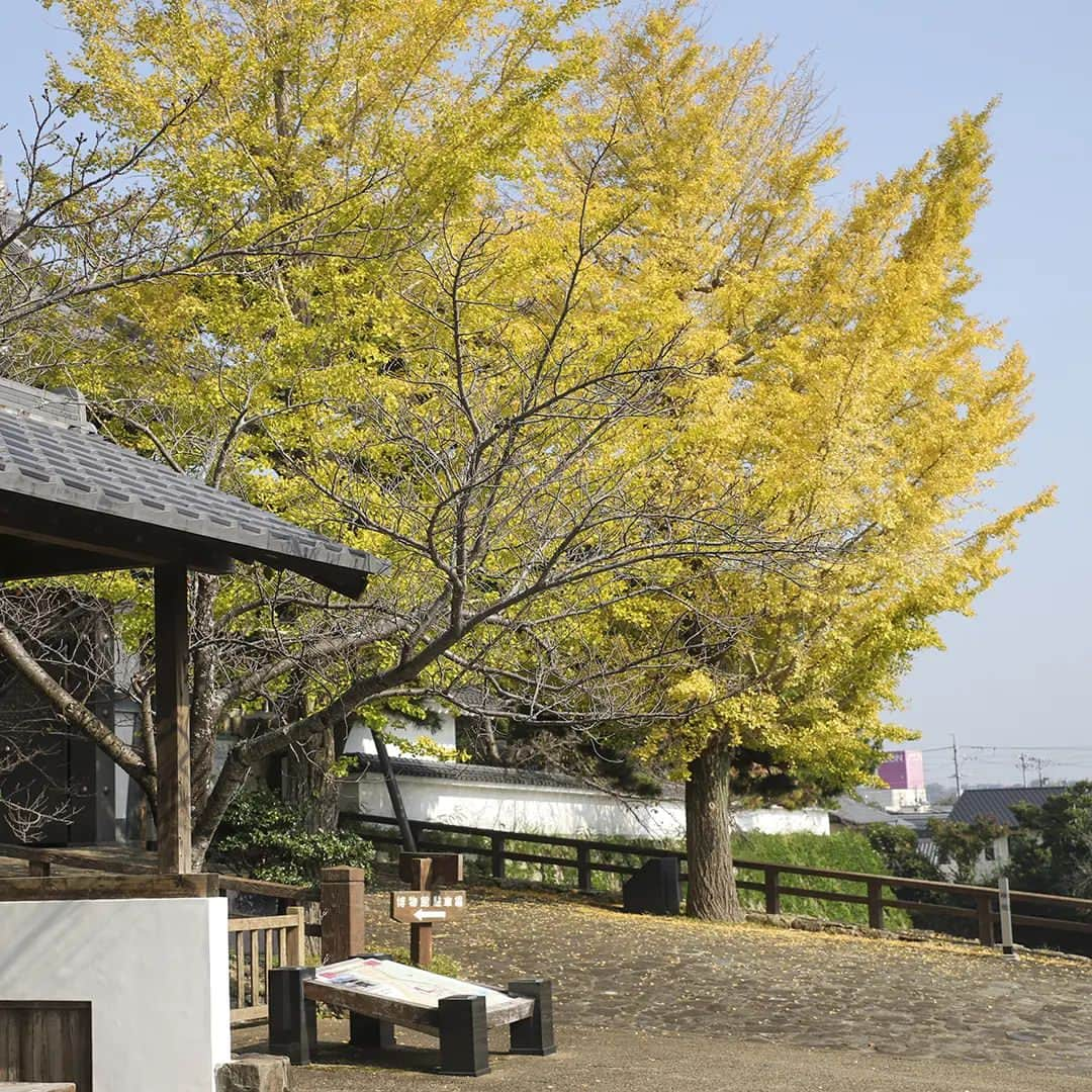 愛知県田原市のインスタグラム：「Symbol of the season.  #田原 の#いちょうの木 と言えばここ！  暑かったり寒かったり ようやくいつもの#11月  今年も残すところあとわずか。 体調に気をつけて過ごしましょう🍁  #たはら暮らし * #渥美半島#田原市#田原#伊良湖岬#伊良湖#赤羽根#はなのき広場 #tahara#irago#akabane #サーフィン#surfing#田舎暮らし#日々の暮らし#休日の過ごし方#スローライフ#instagramjaran#igersjp#scenic_jp#菜の花浪漫街道」