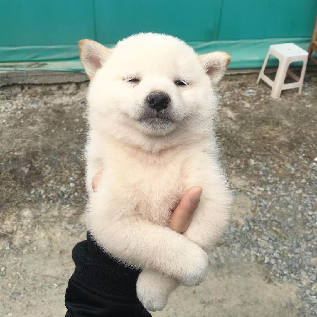 8crapのインスタグラム：「Just a smiley polar bear cub 🐻‍❄️ - 📷 @harudango_ - #barked #dog #doggo #puppy #pupper #ShibaInu #Shiba #ShibaPuppy」