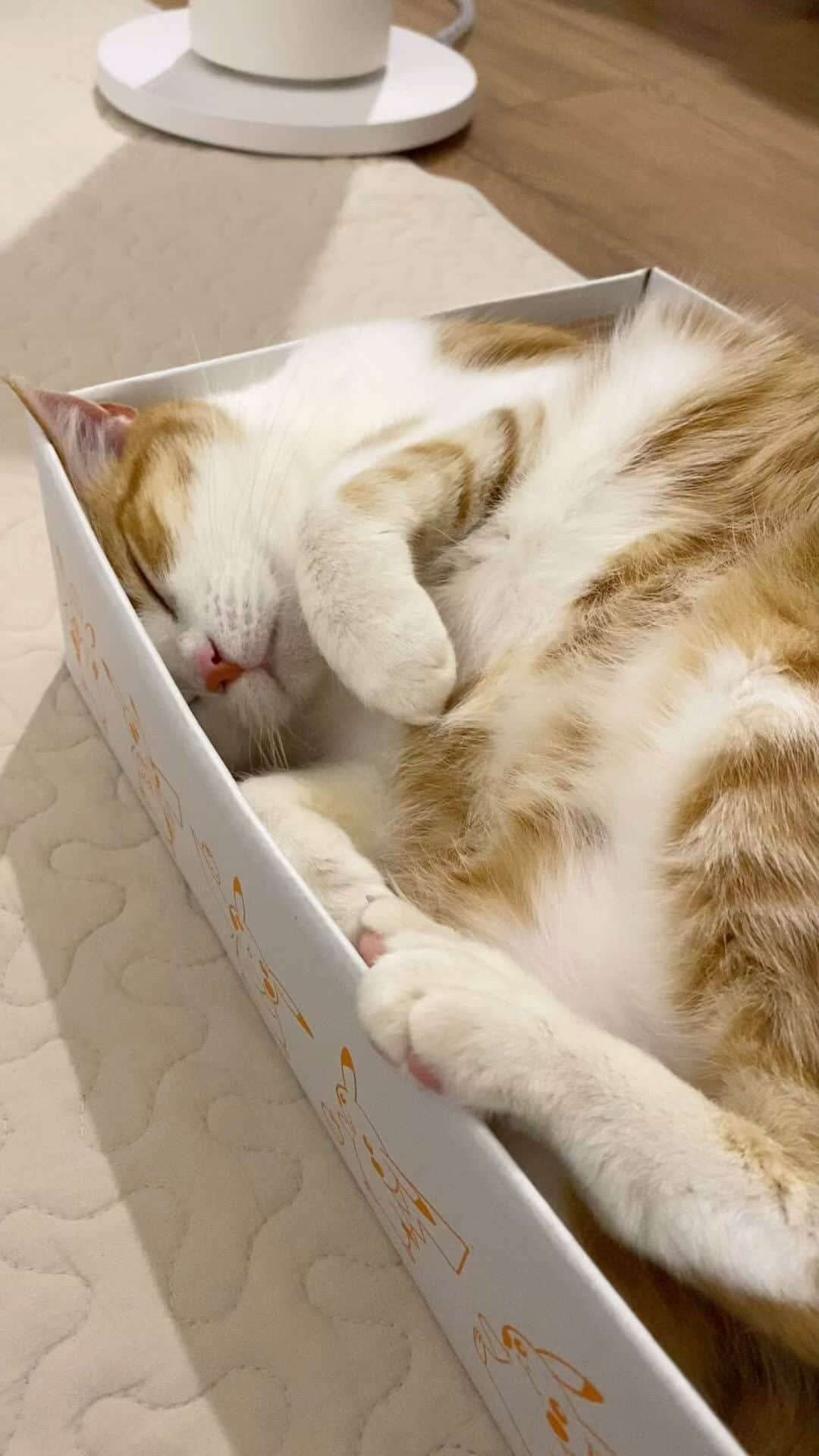 はなぼくろきなこのインスタグラム：「箱にスーパーフィットもーちゃん(っ˘-˘c)🧡  #箱入り猫  #きなちょのおうちのもーにゃん #猫動画」