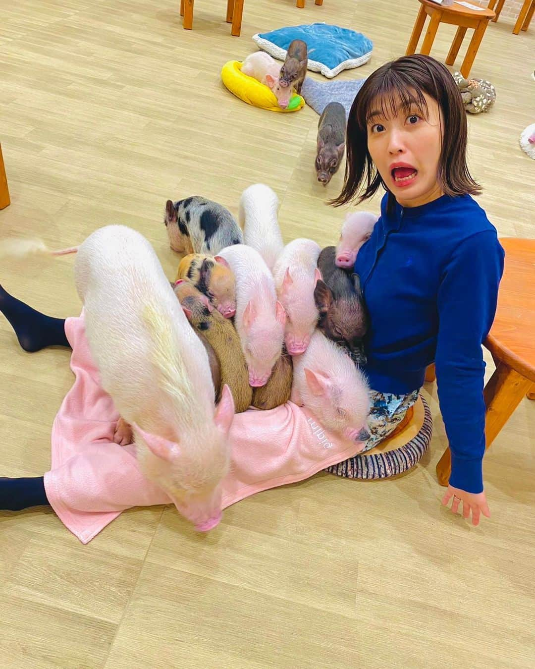 室岡里美さんのインスタグラム写真 - (室岡里美Instagram)「⁂  この前、イチオシ‼︎の生中継でお世話になった マイクロブタさんとふれあえるマイピッグカフェ。  ブタさんにふれるのは初めてだったので 最初はおっかなびっくり（笑） ただそんな私でも、足を伸ばして座っているだけで 1匹…また1匹…とどんどん集まってきてくれます！ ブタさんはとーっても寂しがり屋さん。 さらに人の温もりを感じる場所が好きらしく、 私のお腹にくっつこうと顔をねじ込んできて ブタさん同士、ポジション争いをしていました（笑）  ほどよい重さとあたたかさで、 とっても癒されました〜。  #HTB #イチオシ #マイピッグカフェ  #マイクロブタ #ブタカフェ #ブタさんに大モテ #室岡里美 #アナウンサー」11月17日 11時50分 - htb_satomimurooka