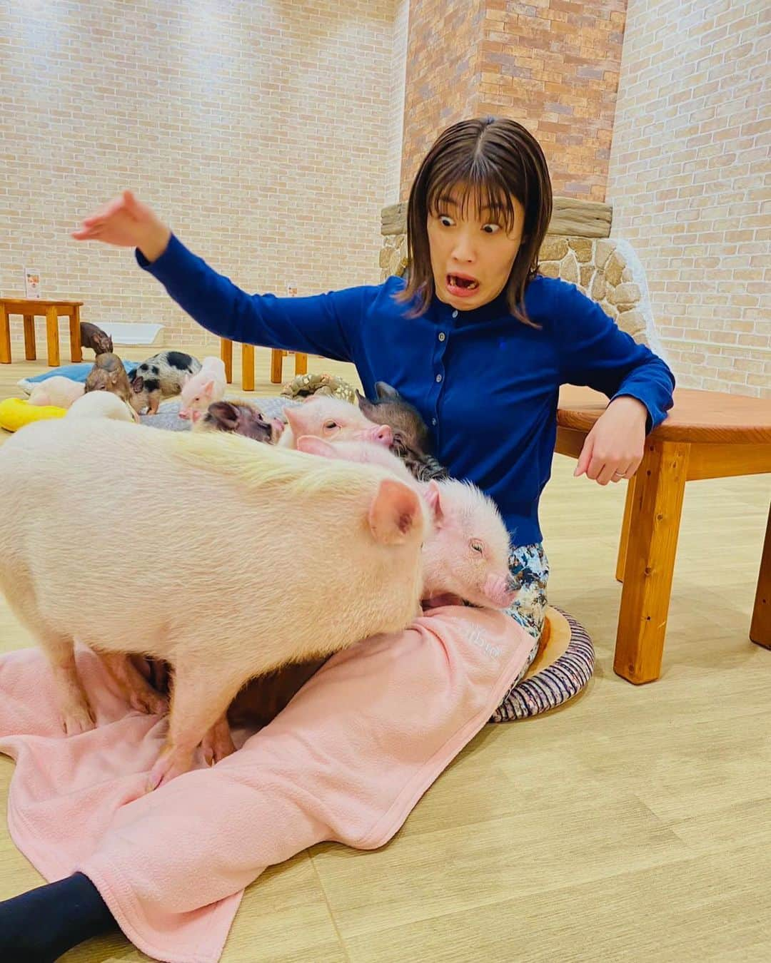 室岡里美さんのインスタグラム写真 - (室岡里美Instagram)「⁂  この前、イチオシ‼︎の生中継でお世話になった マイクロブタさんとふれあえるマイピッグカフェ。  ブタさんにふれるのは初めてだったので 最初はおっかなびっくり（笑） ただそんな私でも、足を伸ばして座っているだけで 1匹…また1匹…とどんどん集まってきてくれます！ ブタさんはとーっても寂しがり屋さん。 さらに人の温もりを感じる場所が好きらしく、 私のお腹にくっつこうと顔をねじ込んできて ブタさん同士、ポジション争いをしていました（笑）  ほどよい重さとあたたかさで、 とっても癒されました〜。  #HTB #イチオシ #マイピッグカフェ  #マイクロブタ #ブタカフェ #ブタさんに大モテ #室岡里美 #アナウンサー」11月17日 11時50分 - htb_satomimurooka