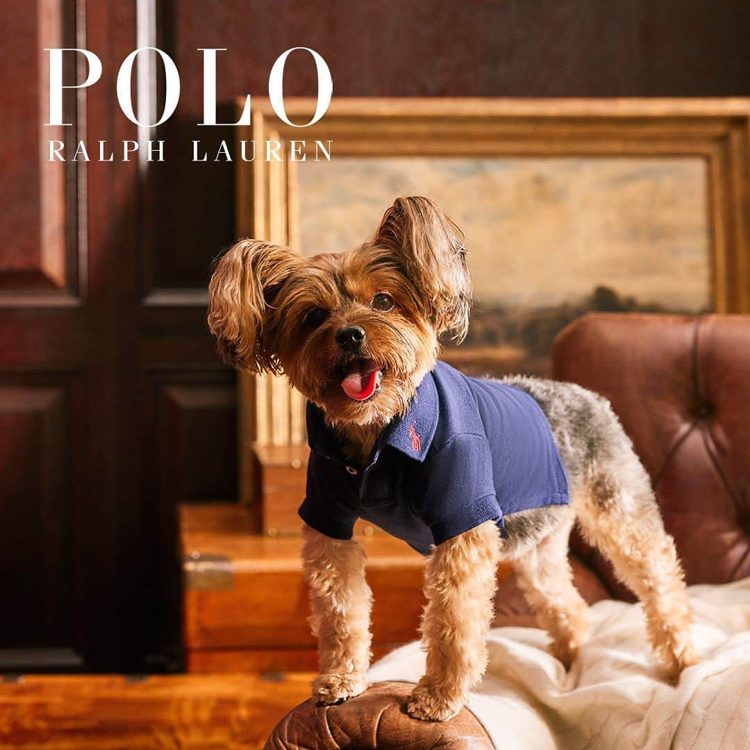 Caluluのインスタグラム：「POLO RALPH LAUREN PET COLLECTION  ブランドの伝統的なスタイルと洗練されたデザインが融合されたペットコレクション。  オーナーさまとのお揃いコーディネートで、ペットとの絆を深めながら、おしゃれなスタイルを楽しんでください✨  日本未発売の新商品やカラーも豊富に揃えてます💜  小型犬、中型犬、大型犬まで幅広いサイズ展開です🐶 ※RALPH LAURENのサイズ規格ですので、必ず商品ページのサイズをご確認ください。  数に限りがございますので、お早めにチェックしてくださいね🛍️  レザー＆キャンバスキャリートート / Dogs Leather and Canvas Toteにつきましては、こちらの商品のみ受注販売になります。 【受注期間】 11月17日(金)11:00～11月30日(木)10:59まで 【発送時期】 12月下旬頃を予定  ——————————  Caluluオンラインショップは ▼プロフィールのlitlinkよりアクセス🎈 @calulu_dogwear   ——————————  #calulu #calulu_dogwear #カルル #カルルドッグウェア #カルルわんこの会 #カルルにゃんこの会 #わんこのいる生活 #わんこのいる暮らし #わんこ部 #いぬすたぐらむ #犬のいる暮らし #ralphlauren #poloralphlauren #ralphlaurendog #dogcollection #ラルフローレン #ラルフローレン犬服 #ペット服 #ペット用品 #ペットグッズ #小型犬服 #中型犬服 #大型犬服 #犬のお洋服 #オシャレ犬服 #おしゃれわんこ #新商品 #新発売 #newarrival #new」