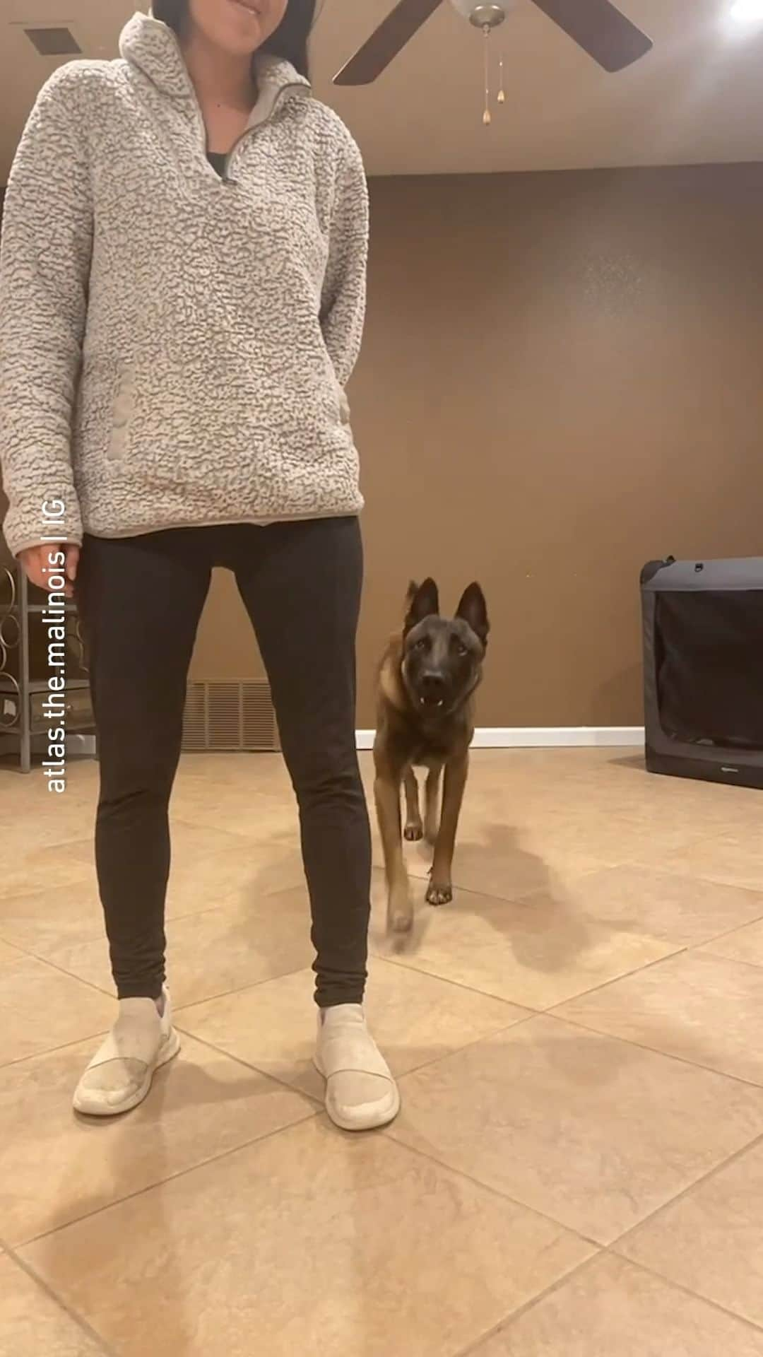 8crapのインスタグラム：「My dog every time I leave the house 📹 @atlas.the.malinois - #barked #dog #doggo #Malinois」