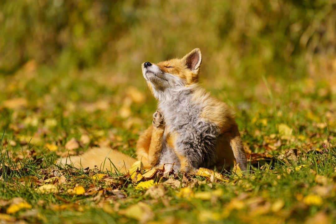 Sigma Corp Of America（シグマ）さんのインスタグラム写真 - (Sigma Corp Of America（シグマ）Instagram)「A fox + some friends captured with the new SIGMA 70-200mm F2.8 DG DN OS | Sports by photographer @aya_iwasaki_photography 🦊  Available December 7, 2023 for Sony E-Mount & L Mount, the new SIGMA 70-200mm F2.8 DG DN OS | Sports features the latest OS2 optical stabilization & a dual high-response linear actuator (HLA) focus system. This new addition to the SIGMA family is perfect for sports, wildlife, portraits and more.  🦊 For more info, visit bit.ly/sigma-70-200-announced-ig or click the link in our bio🦊  #SIGMA #SIGMAphoto #wildlifephotography #sigma70200mmsports #sigmasports #zoomlens #sigmadgdn #mirrorlessphotography #newproduct #photography #sigmalens」11月17日 23時00分 - sigmaphoto