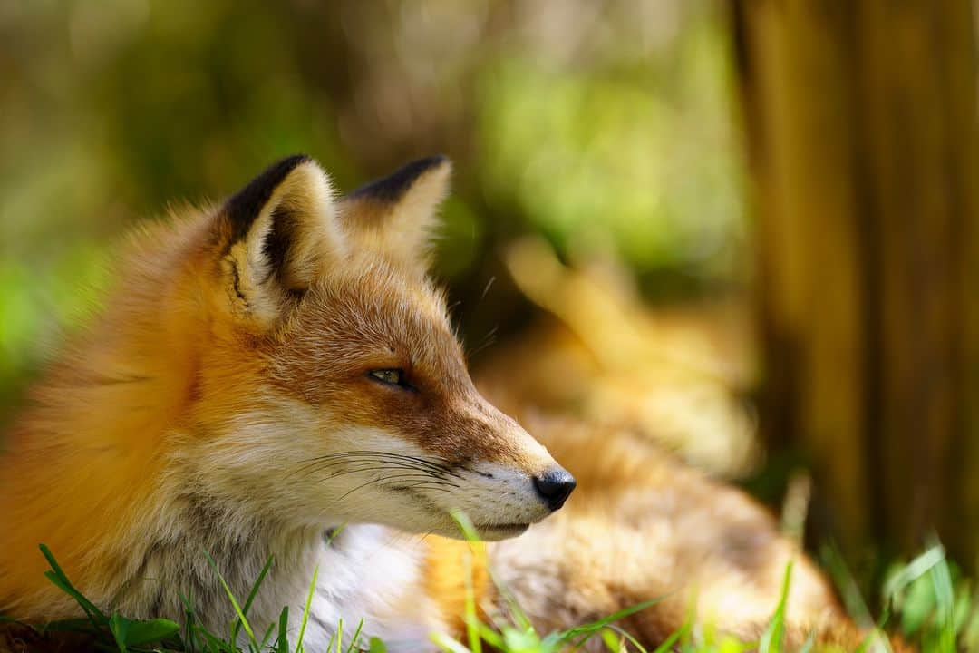 Sigma Corp Of America（シグマ）さんのインスタグラム写真 - (Sigma Corp Of America（シグマ）Instagram)「A fox + some friends captured with the new SIGMA 70-200mm F2.8 DG DN OS | Sports by photographer @aya_iwasaki_photography 🦊  Available December 7, 2023 for Sony E-Mount & L Mount, the new SIGMA 70-200mm F2.8 DG DN OS | Sports features the latest OS2 optical stabilization & a dual high-response linear actuator (HLA) focus system. This new addition to the SIGMA family is perfect for sports, wildlife, portraits and more.  🦊 For more info, visit bit.ly/sigma-70-200-announced-ig or click the link in our bio🦊  #SIGMA #SIGMAphoto #wildlifephotography #sigma70200mmsports #sigmasports #zoomlens #sigmadgdn #mirrorlessphotography #newproduct #photography #sigmalens」11月17日 23時00分 - sigmaphoto