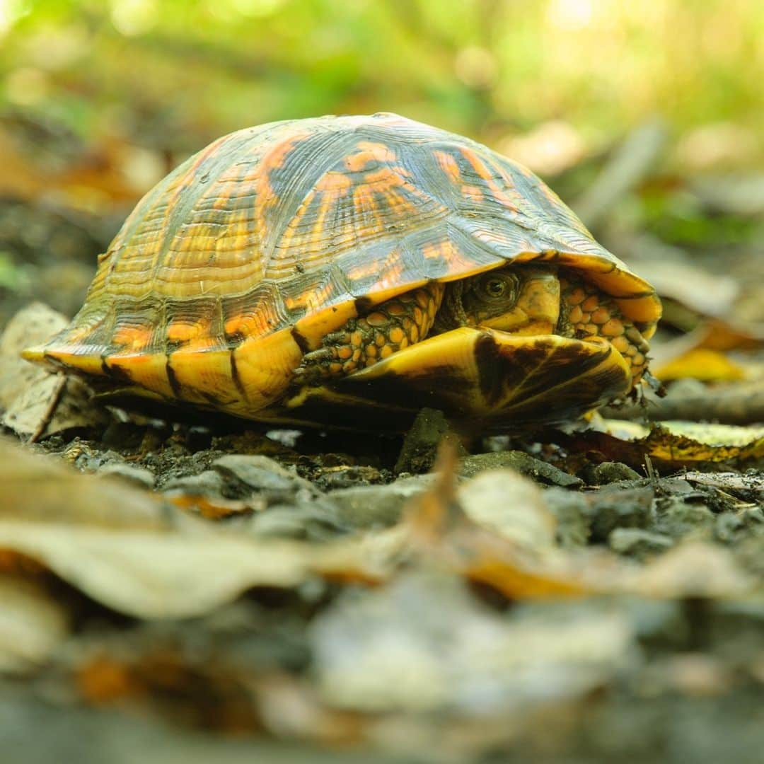 アニマルプラネットのインスタグラム：「Mammals hibernate; reptiles brumate, remaining awake yet very sluggish. 💤🐢 The eastern box turtle will bury itself more than a foot underground to brumate away the cold winter months.   #wildlife #reptiles」