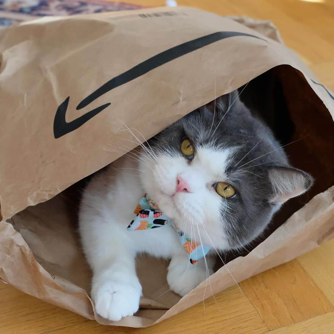 catinberlinのインスタグラム：「Your prime order has arrived. 😻✔️ Would you return it? 😅 catinberlin.com  #catinberlin #cats #cat #amazonprime #amazon #catstagram #catsofinstagram #pets #petsofinstagram #kitty #cute #adorable #weeklyfluff」