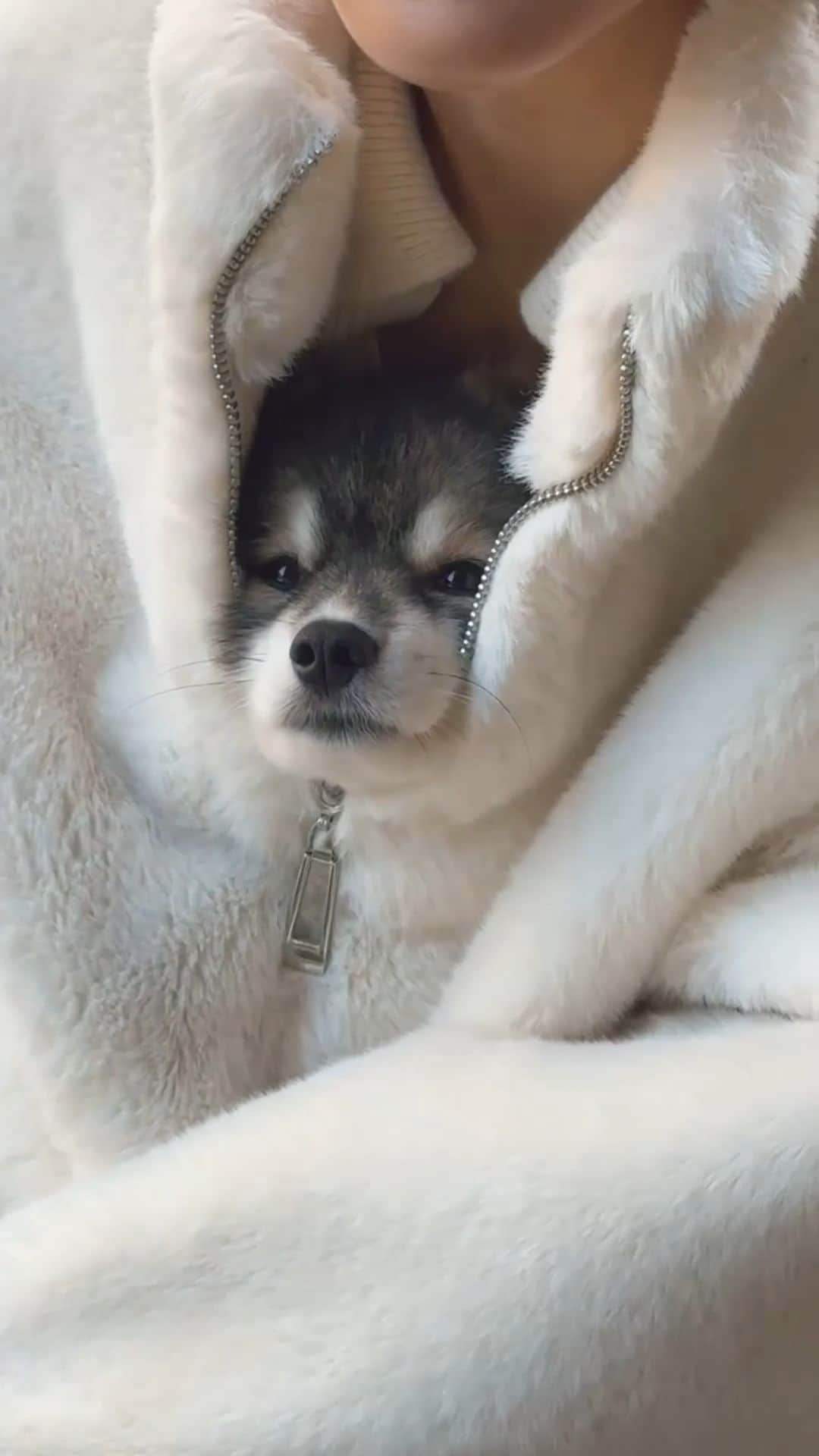 SHEINのインスタグラム：「Who needs an electric blanket when you've got a PAWfectly warm cuddle buddy?? 🐶😂 @yukipomsky  #SHEINinspo」