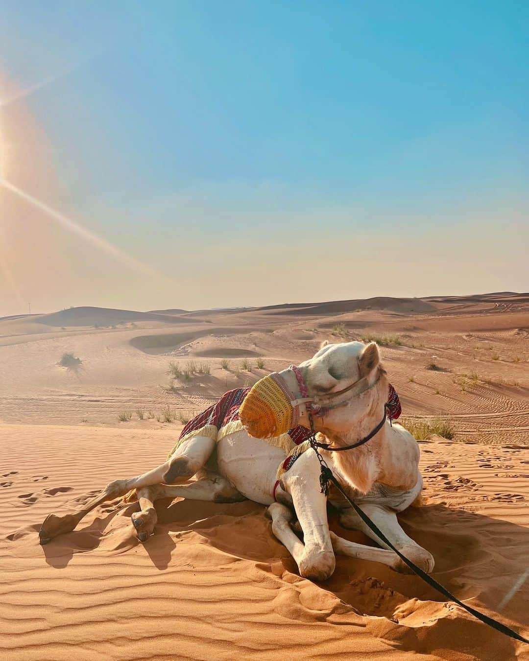 相知明日香さんのインスタグラム写真 - (相知明日香Instagram)「🏜️🐪☀️  ラクダさん可愛かった🥹 乗せてくれてありがとう🐪☀️💛  •┈┈┈••✦☪︎✦••┈┈┈•┈┈┈••✦☪︎✦••┈┈┈•  🇦🇪 𝘿𝙪𝙗𝙖𝙞, 𝙐𝘼𝙀  •┈┈┈••✦☪︎✦••┈┈┈•┈┈┈••✦☪︎✦••┈┈┈•  #Dubai #UAE #MiddleEast #UnitedArabEmirates #🇦🇪 #businesstrip #trip #travel #violinist #artist #travelblog  #travelphotography #desertsafari #desert #旅するヴァイオリニストinUAE #ヴァイオリニスト #バイオリン #海外旅行 #旅 #旅行 #中東 #アラブ首長国連邦 #ドバイ #ドバイ観光  •┈┈┈••✦☪︎✦••┈┈┈•┈┈┈••✦☪︎✦••┈┈┈•」11月17日 21時53分 - asukalohappy