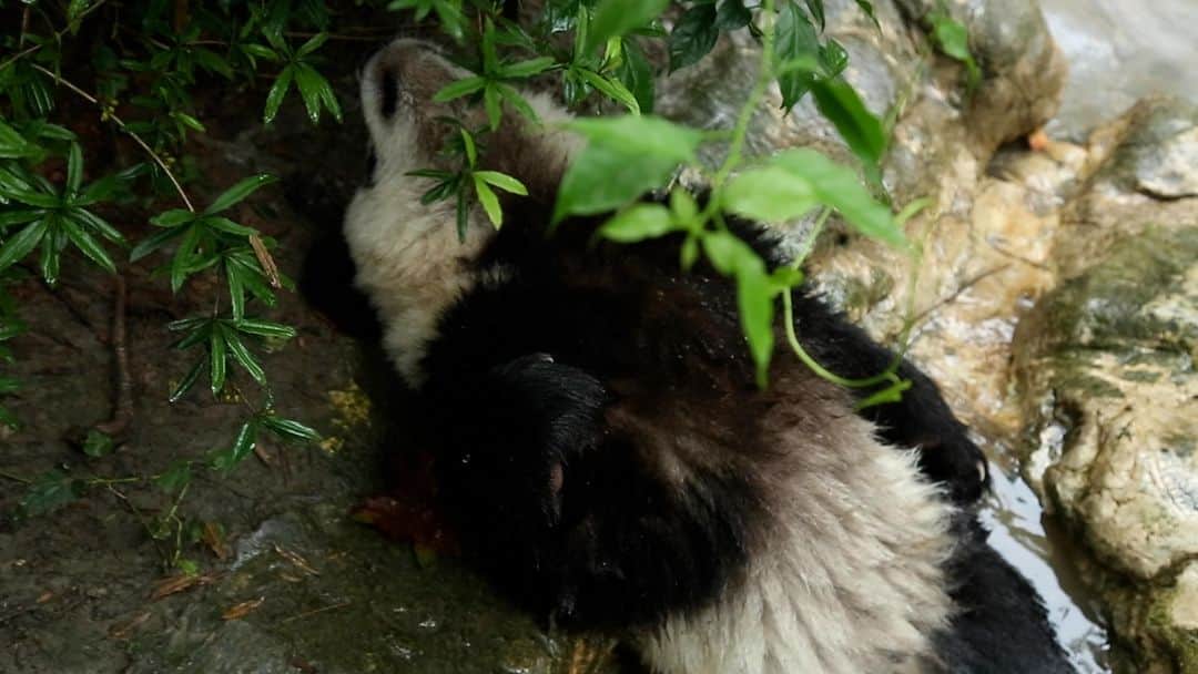 iPandaのインスタグラム：「Rich panda kid soaks and relaxes in an outdoor private tub in the backyard of his house. (Cheng Shi) 🐼 🐼 🐼 #Panda #iPanda #Cute #HiPanda #ChengduPandaBase  For more panda information, please check out: https://en.ipanda.com」