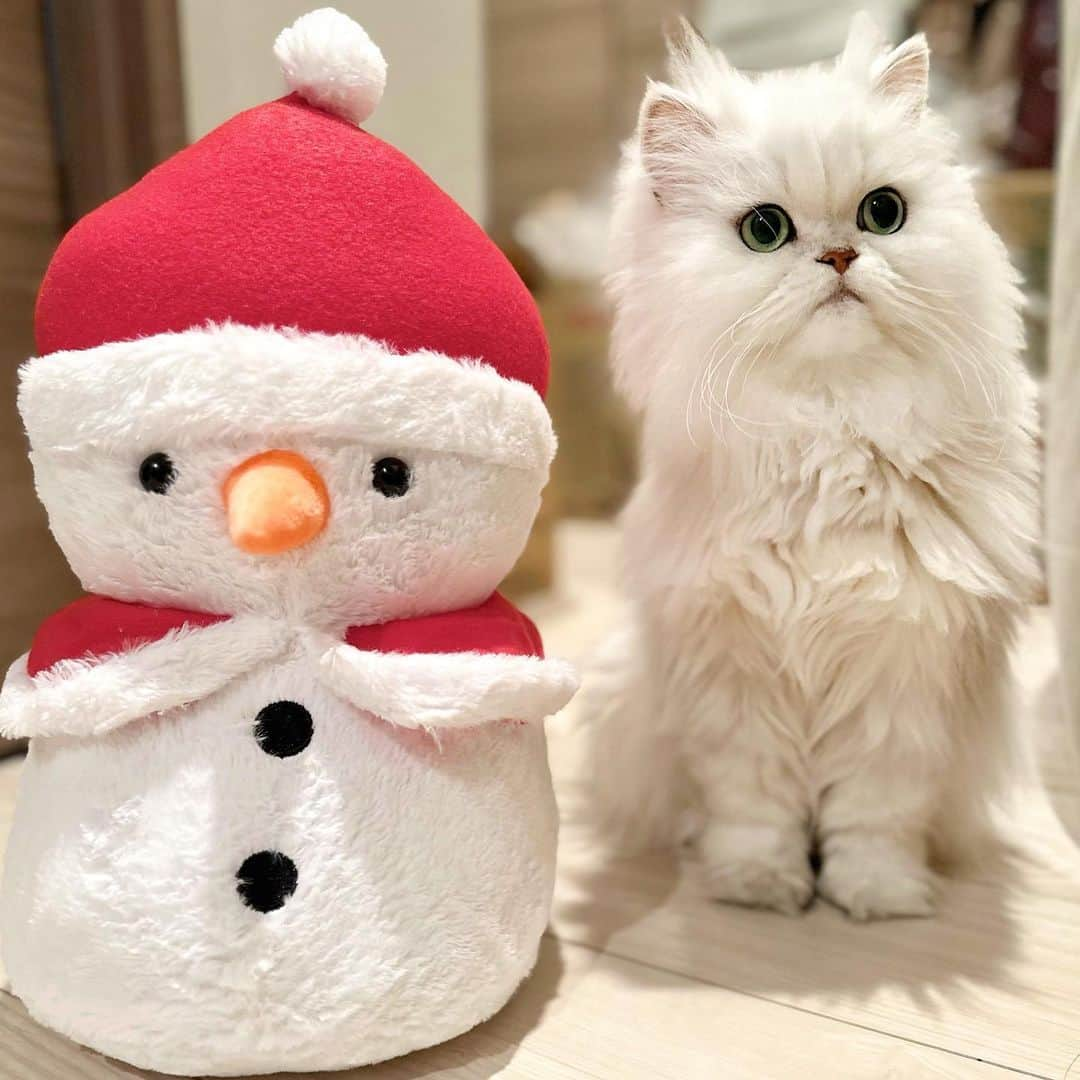 manami☺︎satoさんのインスタグラム写真 - (manami☺︎satoInstagram)「⑅⃛  ⛄️SnowMan × Fuwari 🐾  ほぼほぼ同じ背丈でかわいい‎🤍🩵  #小悪魔ふぅちゃん #チンチラシルバー#チンチラゴールデン#猫#ねこ部#ねこのいる生活#ねこすたぐらむ#猫好きさんと繋がりたい#ペルシャ#ねこと暮らす#猫のいる暮らし#냥스타그램#貓 #貓星人 #KATZE#GATTA#cats_of_world  #ilovecats#meaw#kot#persiancat #koty#cat#cats#catstagram#catsofinstagrams#persiancat #cutiecat」11月17日 22時10分 - fuwari_kinaco