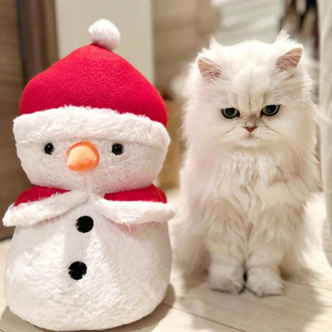 manami☺︎satoさんのインスタグラム写真 - (manami☺︎satoInstagram)「⑅⃛  ⛄️SnowMan × Fuwari 🐾  ほぼほぼ同じ背丈でかわいい‎🤍🩵  #小悪魔ふぅちゃん #チンチラシルバー#チンチラゴールデン#猫#ねこ部#ねこのいる生活#ねこすたぐらむ#猫好きさんと繋がりたい#ペルシャ#ねこと暮らす#猫のいる暮らし#냥스타그램#貓 #貓星人 #KATZE#GATTA#cats_of_world  #ilovecats#meaw#kot#persiancat #koty#cat#cats#catstagram#catsofinstagrams#persiancat #cutiecat」11月17日 22時10分 - fuwari_kinaco