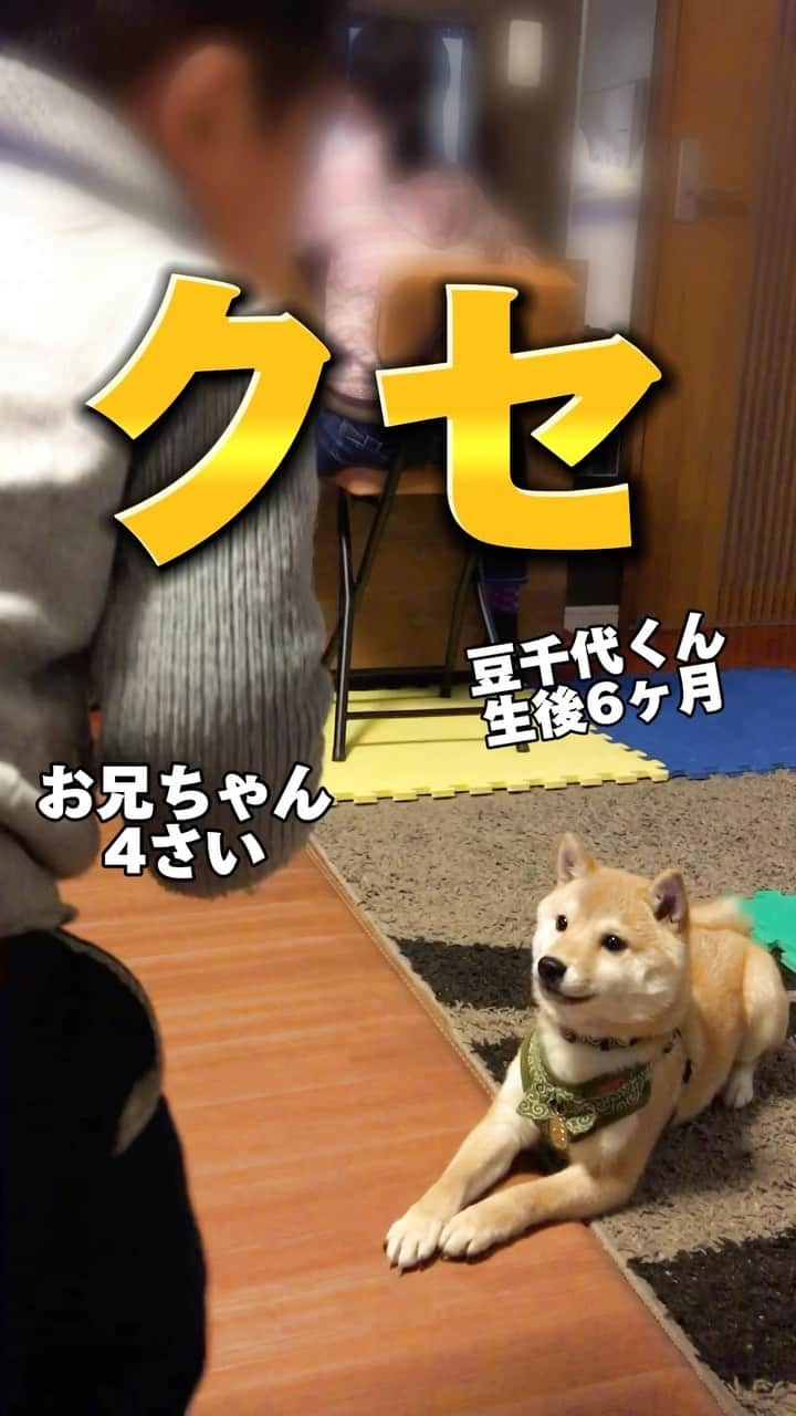 ヤンチャな豆柴『豆千代くん』の日常です?のインスタグラム：「ひと癖あるドッグトレーナー🐕⁣ ⁣ #豆千代くんとお兄ちゃん⁣ #ドッグトレーナー　#犬の躾　#生徒募集中⁣ ::::::::::୨୧::::::::::୨୧::::::::::୨୧:::::::::::⁣ 過去の豆柴夫婦はコチラ(ᐡ •͈ ·̫ •͈ ᐡ)⁣ @mamechiyo728⁣ ::::::::::୨୧::::::::::୨୧::::::::::୨୧:::::::::::⁣ ⁣ -————✩—————⁣ #豆柴夫婦　#豆千代くんとモチ代さん⁣  #shibadog #豆柴 #柴犬  #shiba  #shibainu  #mameshiba #dog #ペット　#Pet⁣ -————✩——」