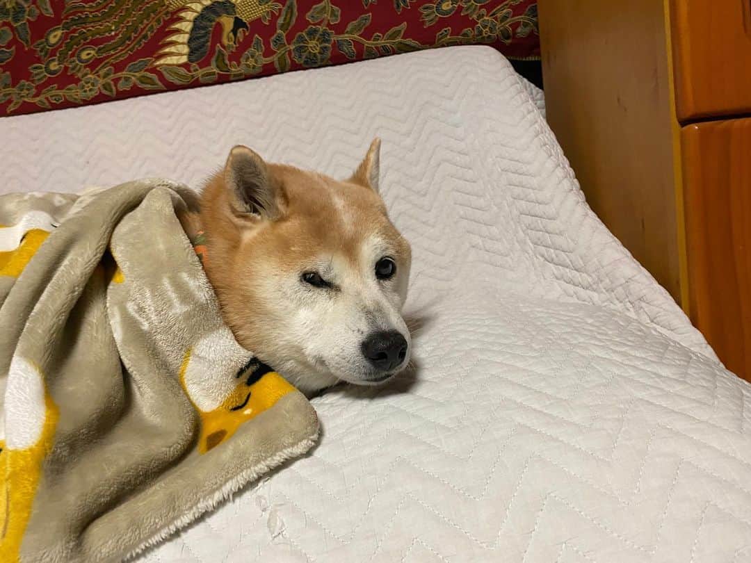 がんちゃんのインスタグラム：「何やら明日は雪❄️予報のてんタッキー地方… タイヤ交換間に合わずなんだが😱 そして雪おこし？の雷⚡️が怖いてんタッキー」