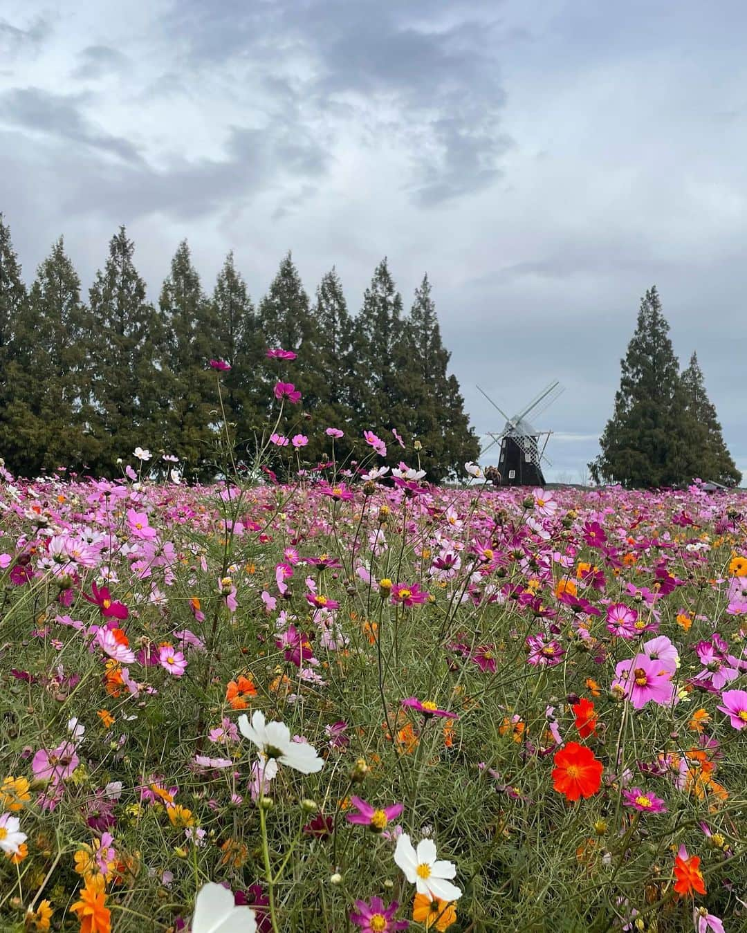 高尾颯斗さんのインスタグラム写真 - (高尾颯斗Instagram)「. 千葉思い出🌼」11月17日 22時50分 - 8810_takaofficial