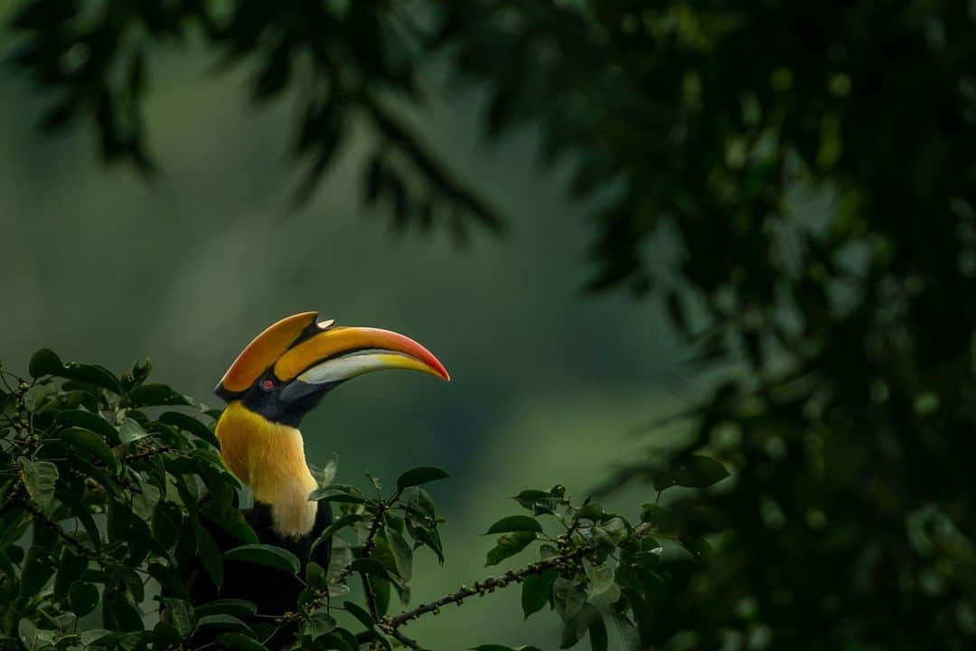 Canon Asiaさんのインスタグラム写真 - (Canon AsiaInstagram)「📸 this Great Hornbill in Valparai, 🇮🇳, portended good things in the opinion of @jaganmanoharphotography.⁣ ⁣ "Hornbills symbolise a healthy ecosystem as they feed on large numbers of insects and small animals that are potential pests."⁣ ⁣ It certainly seems like the local hornbill population is doing 👍 work – the verdant background is the picture of arboreal vigour. Further to its credit, it also forms the perfect backdrop for the hornbill pictured here, showcasing it in all its colourful splendour!⁣ -⁣ 📷 Photo by @jaganmanoharphotography on Canon EOS-1D X | EF600mm f/4L IS II USM | 600mm | f/4 | ISO 500 | 1/1250s⁣ -⁣ #TeamCanon #CanonAsia #CanonPhotography #CanonPhoto #CanonImages #CanonLens #CanonColourScience #PhotoOfTheDay #IAmCanon #ThePhotoHour #WildlifePhotography」11月17日 13時55分 - canonasia