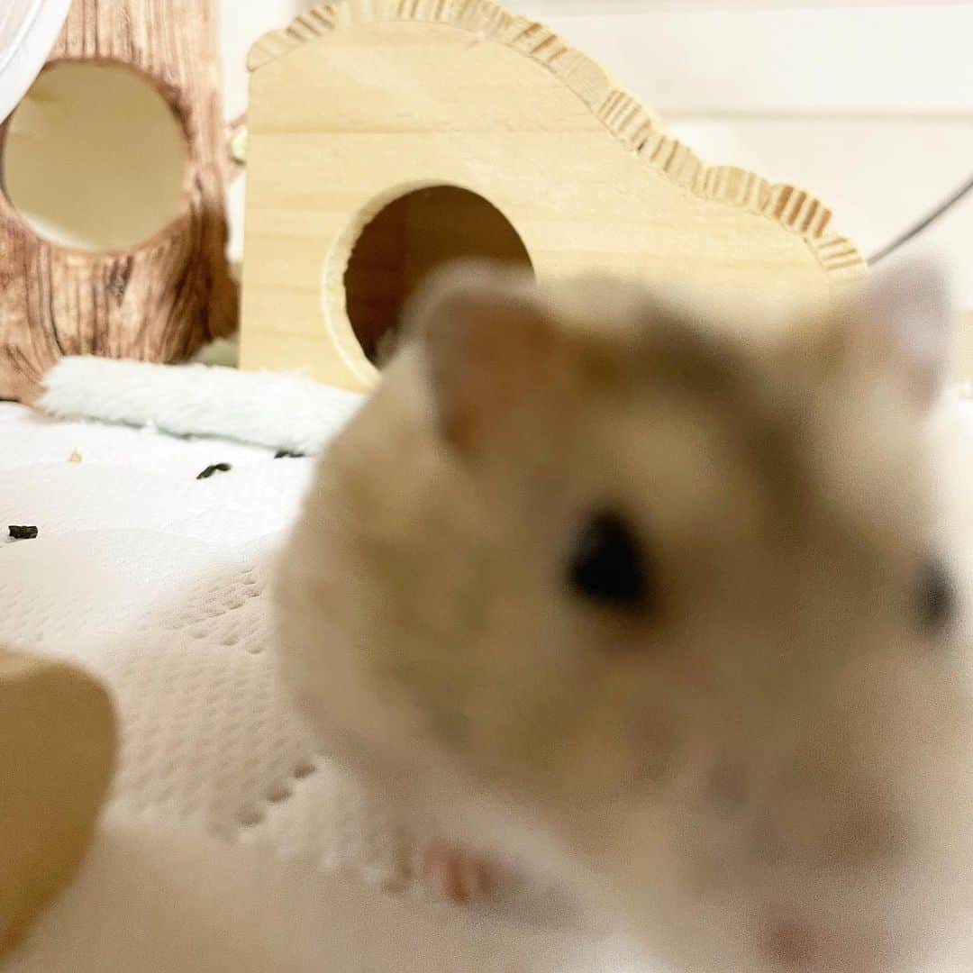 hamster_mocoさんのインスタグラム写真 - (hamster_mocoInstagram)「✻*˸ꕤ*˸*⋆。✻*˸ꕤ*˸*⋆。✻*˸ꕤ*˸*⋆。 寝起きでお家から出てきた所をパシャリ📸  すぐに飼い主に気付いて駆け寄ってくるゆずちゃんが愛おしい😂♥️🐹🍊 2023.11.17 ✻*˸ꕤ*˸*⋆。✻*˸ꕤ*˸*⋆。✻*˸ꕤ*˸*⋆。  #ハムスターゆず#ハムスター#ジャンガリアンハムスター#ジャンガリアン#ジャンガリアンプディング#プディングジャンガリアン#イエロージャンガリアン#ふわもこ部 #モフモフ#ペット#親バカ部 #hamster#djungarian#hamstagram#hammy#happy_pets#PET_OF_OUR_WORLD#igersjp#ig_japan#instapet#weeklyfluff#kawaii#cute#仓鼠#정글리안#햄스터」11月17日 14時33分 - asahi.fl