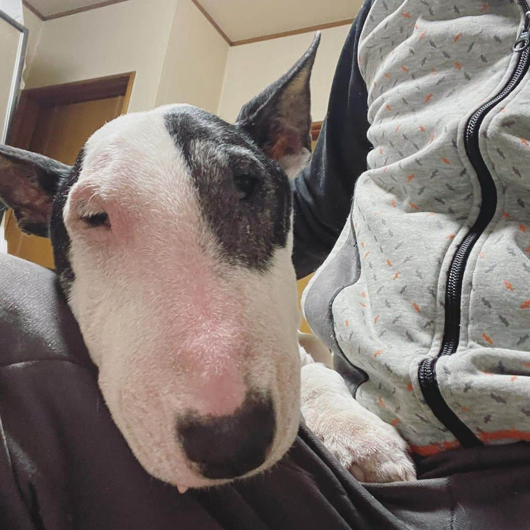 Q太郎さんのインスタグラム写真 - (Q太郎Instagram)「#minituru#bull#terrier#minibullterrier#miniturubullterrier#dog#dogstagram#cute#qtaro#love#family#ミニチュア#ブルテリア#ミニチュアブルテリア#Q太郎」11月17日 16時12分 - qtaro.jun