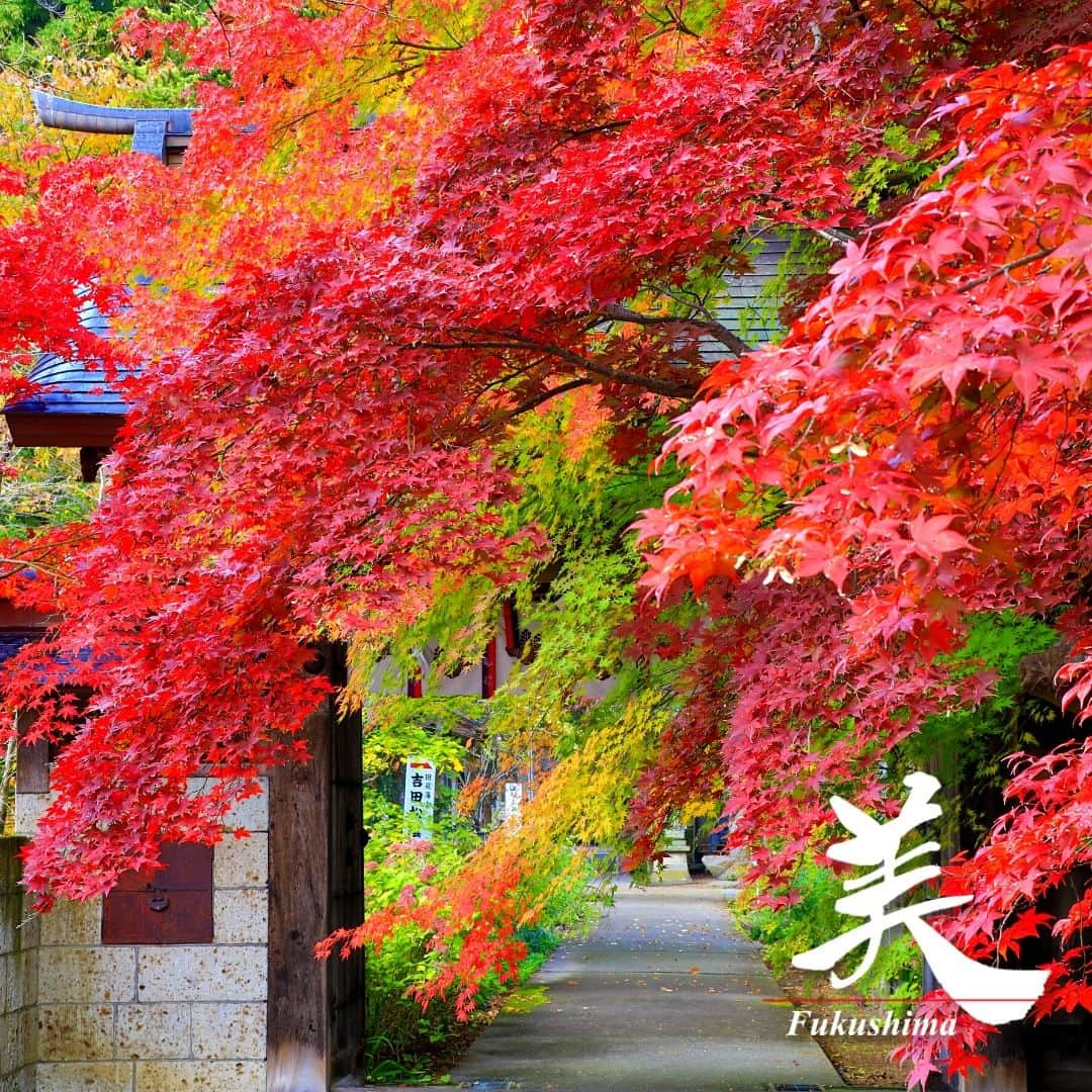 福島県のインスタグラム：「【心清水八幡（こころしみずはちまん）神社の紅葉（会津坂下町）】  源頼義（よりよし）・義家（よしいえ）公が奥州（東北）征伐の際、戦勝を祈願したのが始まりとされています。なお、現在の社殿は、会津藩主松平容保によって再建されました。  境内は多くの旅人が参拝していたとされ、江戸時代末期には吉田松陰も参拝したと伝えられています。参道にはその時のことを記した日記の石碑が建てられています。  また、参道の紅葉も非常に美しく、例年11月中旬頃に見頃を迎えますので、お休みの日はぜひ足を運んでみてください。  ※写真は過去に撮影したものです。紅葉の見頃については確認のうえお出かけください。  #心清水八幡神社 #紅葉 #会津坂下町 #会津地方 #福島県 #Aizubangetown #fukushima #RealizeFukushima #NotADreamFukushima #ひとつひとつ実現するふくしま」