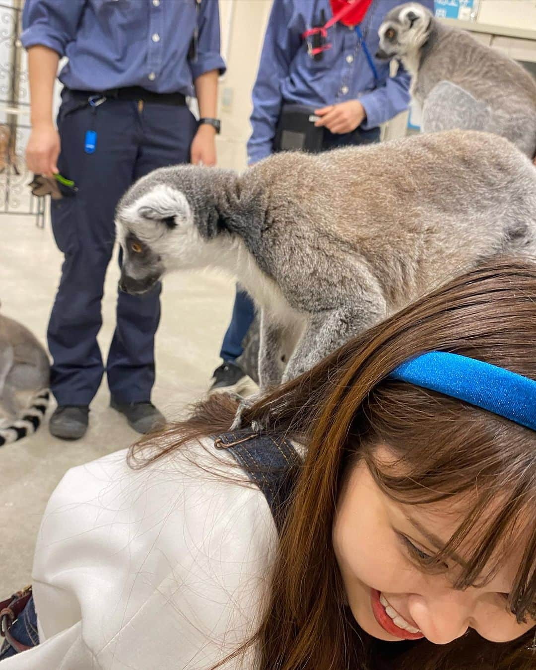 古野みうさんのインスタグラム写真 - (古野みうInstagram)「#アニタッチみなとみらい に行ってきた😻  #フタユビナマケモノ 、#カピバラ 、#ワオキツネザル 、#パンダマウス 、#ひよこ 、#フェネック 、 #アカテタマリン 、#アカシアモリフクロウ 、などなど…  珍しい沢山の動物達と触れたり、ごはんをあげたり！ 動物好きには堪らん空間でした♡  ワオキツネザルに、背中に乗って貰える経験なんてないので、喜んで踏み台になりました！！脚力強め😂  #伊豆シャボテン動物公園 がプロデュースしているお店らしく。 いつか行ってみたい動物園の内の一つなんだよな〜✨  #アニタッチ #横浜ワールドポーターズ #横浜 #触れ合い #アニマル #動物 #伊豆シャボテン公園 #動物園 #zoo #animal #animalovers #yokohama #yokohamatrip」11月17日 16時58分 - umiushi.mium