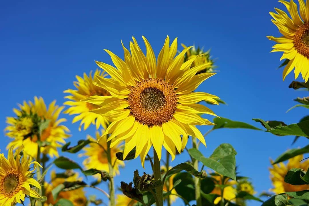 九州電力さんのインスタグラム写真 - (九州電力Instagram)「秋に咲く10万本のひまわり🌻 . --------------------------- 行ってみたいと思った方は、 「🌻（ひまわり）」をコメントしてね --------------------------- . 佐賀県三養基郡みやき町にある「山田ひまわり園」は、棚田に約10万本のひまわりが大輪の花を咲かせるスポットです🌻 遅咲きの為11月中旬まで花を楽しむことができ、 真っ赤に咲くケイトウとのコントラストを楽しむことができますよ🍁🔍 . ----------------------------------------------- 📍山田ひまわり園 住所：佐賀県三養基郡みやき町簑原 寒水川山田水辺公園近く 開園期間：令和5年11月1日（水）〜11月30日（木） アクセス：東脊振ICから車で15分 駐車場：あり（無料） 清掃協力金：100円（大人のみ） -----------------------------------------------  お届けする九州の風景が、皆さまの元気や癒しになれば幸いです☘️  #九州電力 #佐賀 #みやき町 #山田ひまわり園 #ひまわり #ひまわり畑 #秋のひまわり #佐賀観光 #佐賀旅行」11月17日 17時20分 - kyuden_official