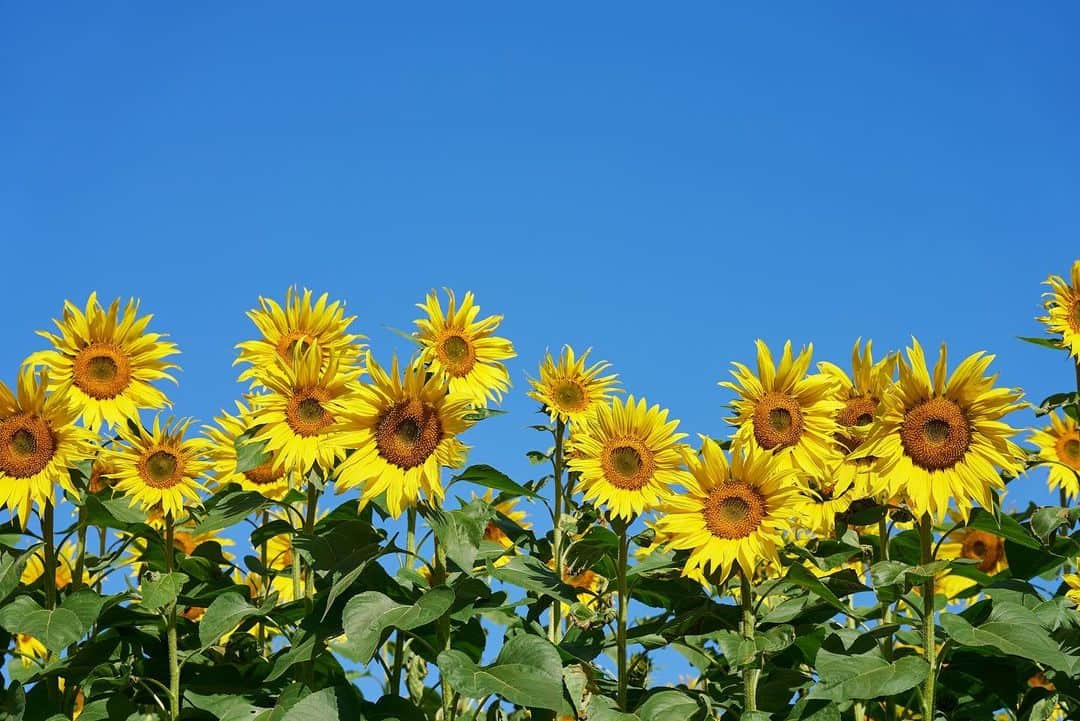 九州電力さんのインスタグラム写真 - (九州電力Instagram)「秋に咲く10万本のひまわり🌻 . --------------------------- 行ってみたいと思った方は、 「🌻（ひまわり）」をコメントしてね --------------------------- . 佐賀県三養基郡みやき町にある「山田ひまわり園」は、棚田に約10万本のひまわりが大輪の花を咲かせるスポットです🌻 遅咲きの為11月中旬まで花を楽しむことができ、 真っ赤に咲くケイトウとのコントラストを楽しむことができますよ🍁🔍 . ----------------------------------------------- 📍山田ひまわり園 住所：佐賀県三養基郡みやき町簑原 寒水川山田水辺公園近く 開園期間：令和5年11月1日（水）〜11月30日（木） アクセス：東脊振ICから車で15分 駐車場：あり（無料） 清掃協力金：100円（大人のみ） -----------------------------------------------  お届けする九州の風景が、皆さまの元気や癒しになれば幸いです☘️  #九州電力 #佐賀 #みやき町 #山田ひまわり園 #ひまわり #ひまわり畑 #秋のひまわり #佐賀観光 #佐賀旅行」11月17日 17時20分 - kyuden_official