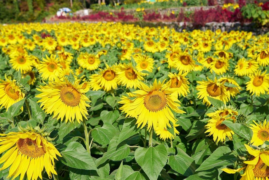 九州電力さんのインスタグラム写真 - (九州電力Instagram)「秋に咲く10万本のひまわり🌻 . --------------------------- 行ってみたいと思った方は、 「🌻（ひまわり）」をコメントしてね --------------------------- . 佐賀県三養基郡みやき町にある「山田ひまわり園」は、棚田に約10万本のひまわりが大輪の花を咲かせるスポットです🌻 遅咲きの為11月中旬まで花を楽しむことができ、 真っ赤に咲くケイトウとのコントラストを楽しむことができますよ🍁🔍 . ----------------------------------------------- 📍山田ひまわり園 住所：佐賀県三養基郡みやき町簑原 寒水川山田水辺公園近く 開園期間：令和5年11月1日（水）〜11月30日（木） アクセス：東脊振ICから車で15分 駐車場：あり（無料） 清掃協力金：100円（大人のみ） -----------------------------------------------  お届けする九州の風景が、皆さまの元気や癒しになれば幸いです☘️  #九州電力 #佐賀 #みやき町 #山田ひまわり園 #ひまわり #ひまわり畑 #秋のひまわり #佐賀観光 #佐賀旅行」11月17日 17時20分 - kyuden_official