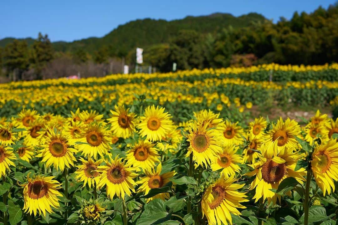 九州電力のインスタグラム：「秋に咲く10万本のひまわり🌻 . --------------------------- 行ってみたいと思った方は、 「🌻（ひまわり）」をコメントしてね --------------------------- . 佐賀県三養基郡みやき町にある「山田ひまわり園」は、棚田に約10万本のひまわりが大輪の花を咲かせるスポットです🌻 遅咲きの為11月中旬まで花を楽しむことができ、 真っ赤に咲くケイトウとのコントラストを楽しむことができますよ🍁🔍 . ----------------------------------------------- 📍山田ひまわり園 住所：佐賀県三養基郡みやき町簑原 寒水川山田水辺公園近く 開園期間：令和5年11月1日（水）〜11月30日（木） アクセス：東脊振ICから車で15分 駐車場：あり（無料） 清掃協力金：100円（大人のみ） -----------------------------------------------  お届けする九州の風景が、皆さまの元気や癒しになれば幸いです☘️  #九州電力 #佐賀 #みやき町 #山田ひまわり園 #ひまわり #ひまわり畑 #秋のひまわり #佐賀観光 #佐賀旅行」