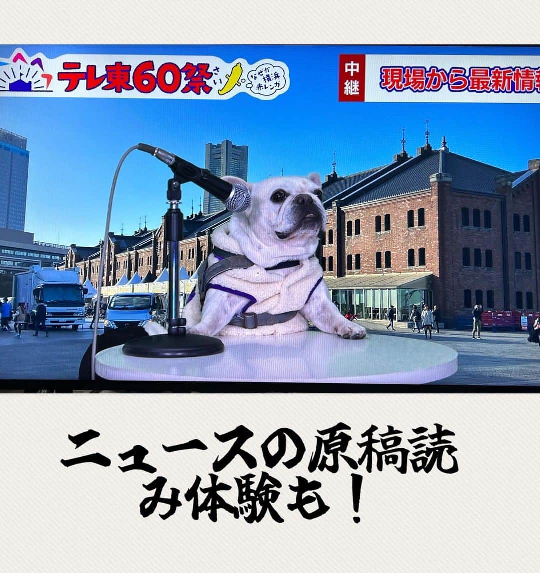 テレビ東京「どうぶつピース‼︎」さんのインスタグラム写真 - (テレビ東京「どうぶつピース‼︎」Instagram)「#テレ東60祭 なぜか赤レンガ　が開催中です🐷✨ わんこ、にゃんこ、他の可愛い子達も入場OK🩵 一部エリアは抱っこor👜移動なので、大きい子はペットバギーか抱っこバッグがあると良いかもです🩵  ボクを見かけたら、遊んでね🐷🩵 #frenchbulldog #フレブル #わんことおでかけ #にゃんことおでかけ」11月17日 17時27分 - doubutsupeace
