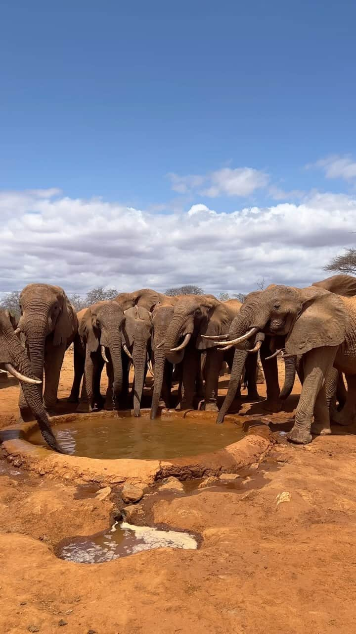 Live To Exploreのインスタグラム：「The footprints of an elephant leave a trail of stories in the dust.  Isn’t that impressive? 🥹  One of our Kenia 🇰🇪 highlights in 2023.   📍 @secludedafricalodges   Happy Friday  Bea & Steffen 🫶  #kenia #keniaos #keniasafari #safarikenya #elephants #elephantsofinstagram #safari #safaris #safarilive #safariphotography #kenya #kenyasafari #kenyasafaris」