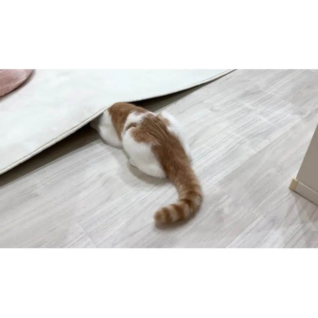 もちまるのインスタグラム：「爪切りが怖くて全速力で逃げていった猫がこうなってました…」