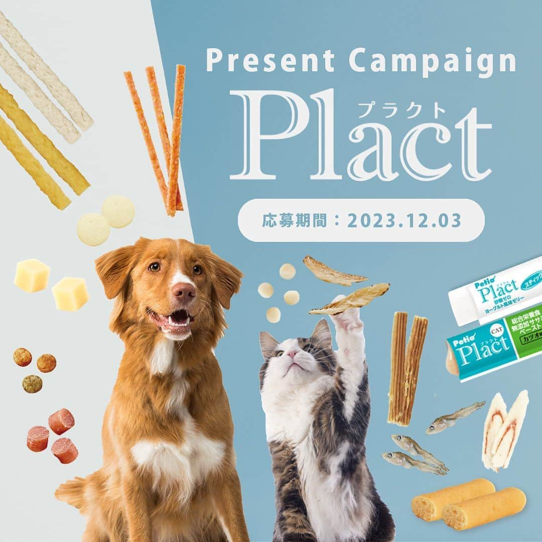 Petioのインスタグラム：「\プレゼント企画🐶🐱✨/  11月16日のPlact みんなで免疫あげよーLIVE ご視聴いただきありがとうございました🌱  Insta LIVEで紹介したPlact(プラクト)のおすすめアイテムをワンちゃん3名様・ネコちゃん3名様 計6名様にプレゼント🤍  今回もX(旧 Twitter)同時開催📢 ペティオ公式Xアカウント:＠petio_officialをチェックして両方参加してね！  ◆ 応募方法 ①@petio_ をフォロー🤝 ②この投稿にいいね♡ ③「わんちゃん」or「ねこちゃん」どちらのアイテムが欲しいかコメント✏️  💡@petio_ をメンションしてキャンペーンをシェアしてくれると当選確率UP！  応募締切は2023.12.03  期間は短いですが、みなさんのたくさんのご応募お待ちしています🎁✨  #petio #ペティオ  #プレゼント企画 #プレゼントキャンペーン  #present #plact #プラズマ乳酸菌 #免疫 #免疫力  #うちの子 #いぬ #犬 #イヌ #わんこ #ねこ #猫 #ネコ #にゃんこ #応募 #わんこグッズ #にゃんこグッズ #おすすめ」