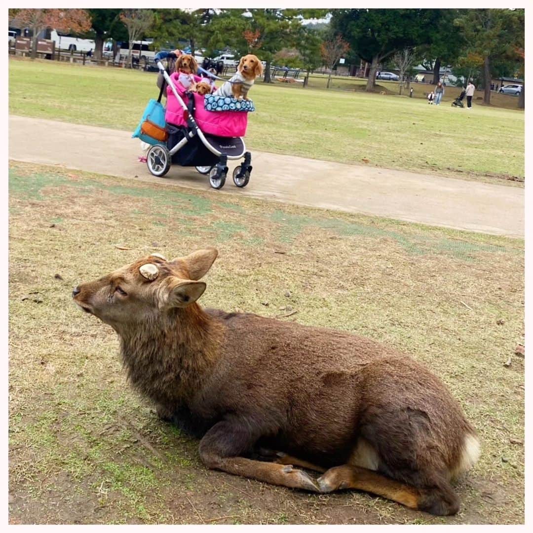 ピックさんのインスタグラム写真 - (ピックInstagram)「2023.1114.火曜日 @himekochama  みかさんと、 紅葉を見に、奈良公園にって! 、 鹿にわお、わおー🦌🦌で 帰り際に？？ あれ、紅葉ってここだよね🤭🤭🤭 全く紅葉してませーん（笑） 、 でも、むちゃ広くて、🦌🦌🦌🦌 五重塔、草餅、もー楽しい美味しいで大満足な奈良の旅 、 みかさんと馴れ馴れしい鹿もおるしな（笑）とか、 鹿が立ったでー きたでー（笑）って ギャーギャー楽しかった😜😜 、 また、忘れた頃に、奈良の旅しようねー 、 #奈良県 #奈良公園 #鹿  #わんことお出かけ  #大親友 #イッヌ #いぬバカ部 #pecoいぬ部 #peppyフォト部 #dachshundlove #doggy #dogstagram_japan #イヌスタグラム #いぬすたぐらむ #たんそく部 #いぬのいる暮らし #犬の居る生活 #miniaturedachshund #犬 #dog #todayswanko #pecoいぬ部 #わんわん小学校 #lovedogs #犬好きな人と繋がりたい」11月17日 18時20分 - pick09040904