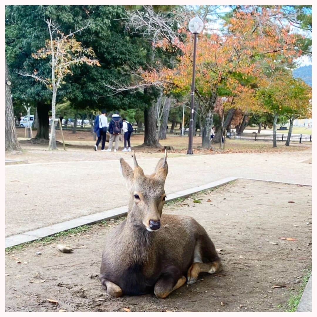 ピックさんのインスタグラム写真 - (ピックInstagram)「2023.1114.火曜日 @himekochama  みかさんと、 紅葉を見に、奈良公園にって! 、 鹿にわお、わおー🦌🦌で 帰り際に？？ あれ、紅葉ってここだよね🤭🤭🤭 全く紅葉してませーん（笑） 、 でも、むちゃ広くて、🦌🦌🦌🦌 五重塔、草餅、もー楽しい美味しいで大満足な奈良の旅 、 みかさんと馴れ馴れしい鹿もおるしな（笑）とか、 鹿が立ったでー きたでー（笑）って ギャーギャー楽しかった😜😜 、 また、忘れた頃に、奈良の旅しようねー 、 #奈良県 #奈良公園 #鹿  #わんことお出かけ  #大親友 #イッヌ #いぬバカ部 #pecoいぬ部 #peppyフォト部 #dachshundlove #doggy #dogstagram_japan #イヌスタグラム #いぬすたぐらむ #たんそく部 #いぬのいる暮らし #犬の居る生活 #miniaturedachshund #犬 #dog #todayswanko #pecoいぬ部 #わんわん小学校 #lovedogs #犬好きな人と繋がりたい」11月17日 18時20分 - pick09040904