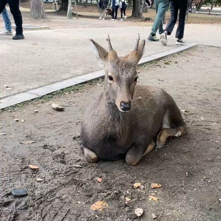 ピックのインスタグラム