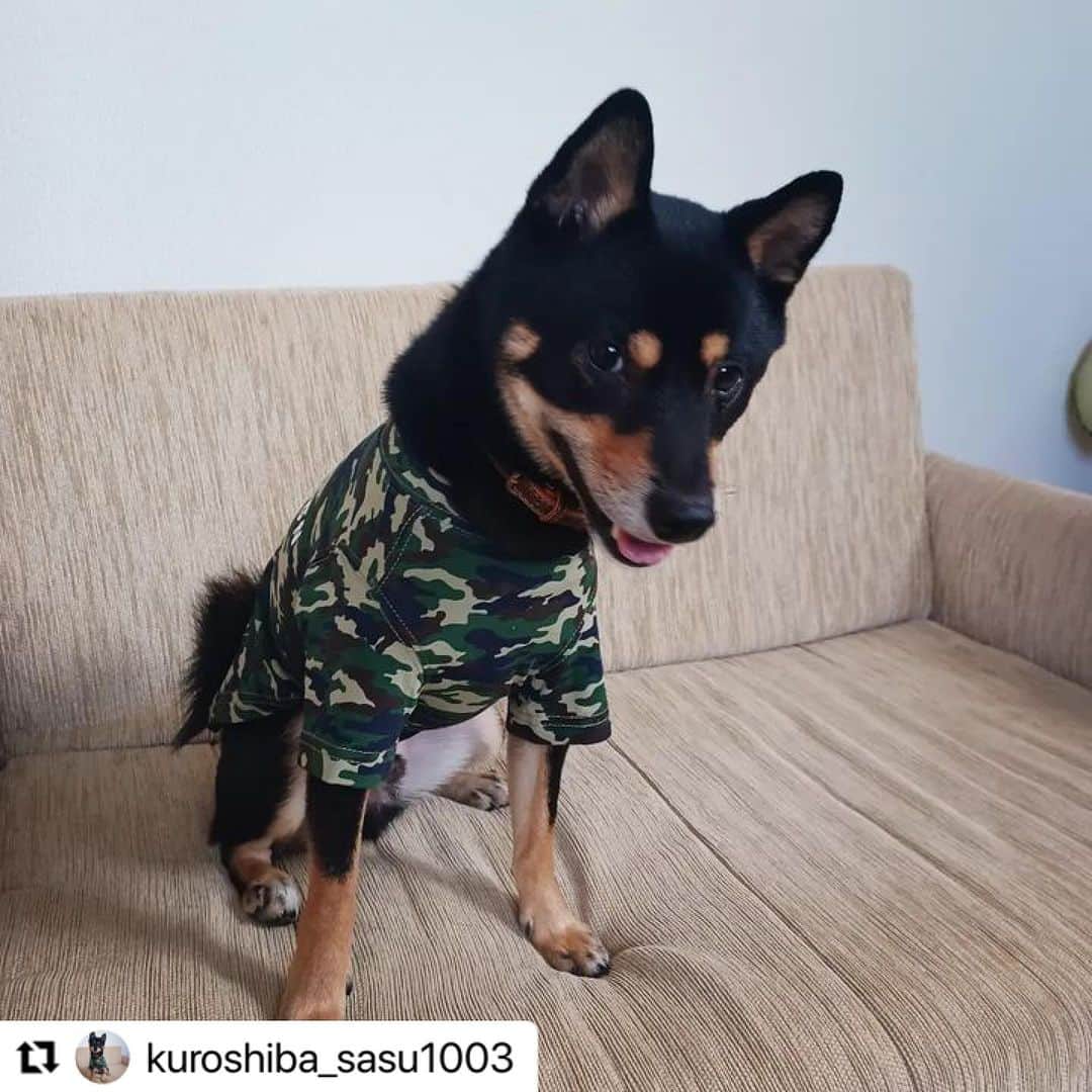 Caluluさんのインスタグラム写真 - (CaluluInstagram)「BEAMS  DESIGNのスタンダードシャツ カモフラージュ柄を着てくださいました💚  とてもお似合いでかっこいいですね〜😆🐶  お出かけ隊長として、色んなところに着てオシャレを楽しんでくださいね❤️  #Repost @kuroshiba_sasu1003 with @use.repost ・・・ #さすけです🐾   【ご報告】  8月にハピプレ(@happyplace.dog )さんよりお声がけいただいてたんですが、ようやくプロフィールが更新されたので改めてご報告です💡  公認おでかけ隊に就任しました🐕️✨  すでに活動中です🚗  記念にいつもお世話になってるカルル(@calulu_dogwear )さんのBEAMS服着てパシャリ📸  みんなー❕さすけと一緒におでかけしよっ😊❣️  #柴犬 #黒柴 #shibainu #カルル #ハピプレ #おでかけ隊 #カルルドッグウェア  #柴犬のいる生活 #柴犬との暮らし #beamsdesign #しあわせわんにゃんライフpeco  #beamsdesign犬服 #ビームスデザイン  #犬のお洋服 #わんこふく #わんこコーデ  #お出かけわんこ部 #お出かけわんこ」11月17日 18時24分 - calulu_dogwear