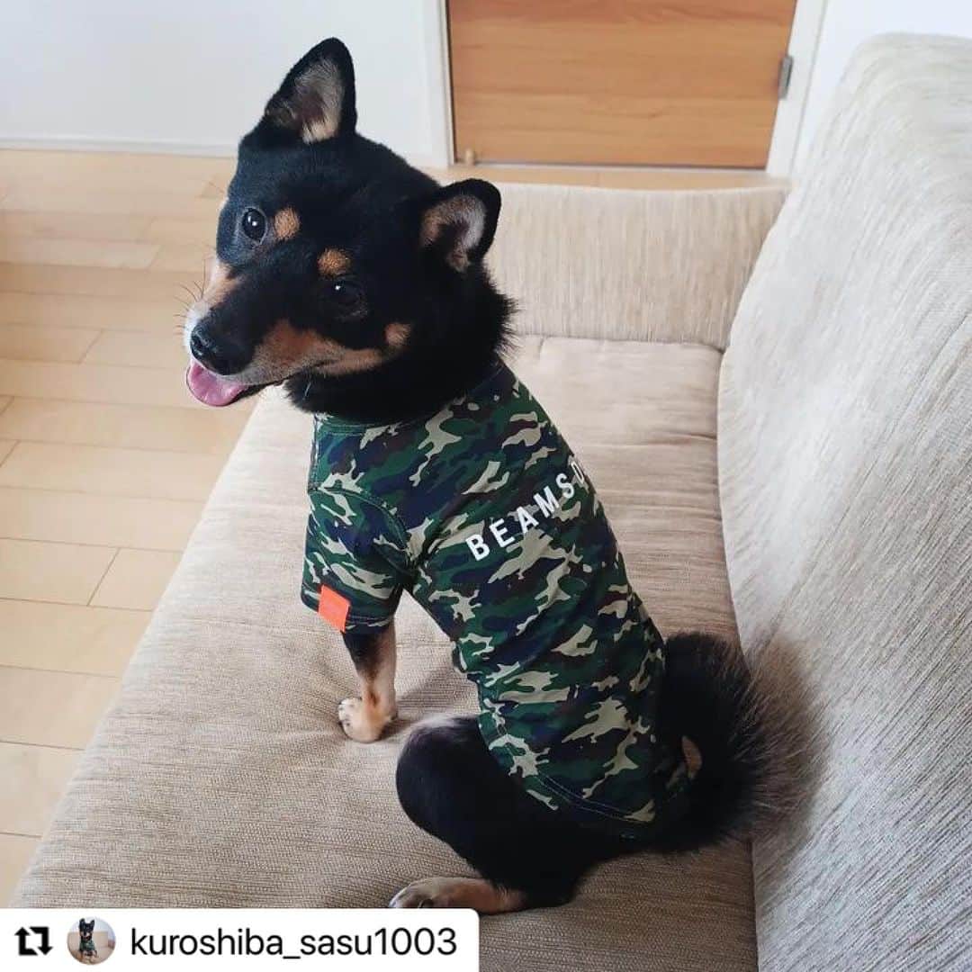 Caluluさんのインスタグラム写真 - (CaluluInstagram)「BEAMS  DESIGNのスタンダードシャツ カモフラージュ柄を着てくださいました💚  とてもお似合いでかっこいいですね〜😆🐶  お出かけ隊長として、色んなところに着てオシャレを楽しんでくださいね❤️  #Repost @kuroshiba_sasu1003 with @use.repost ・・・ #さすけです🐾   【ご報告】  8月にハピプレ(@happyplace.dog )さんよりお声がけいただいてたんですが、ようやくプロフィールが更新されたので改めてご報告です💡  公認おでかけ隊に就任しました🐕️✨  すでに活動中です🚗  記念にいつもお世話になってるカルル(@calulu_dogwear )さんのBEAMS服着てパシャリ📸  みんなー❕さすけと一緒におでかけしよっ😊❣️  #柴犬 #黒柴 #shibainu #カルル #ハピプレ #おでかけ隊 #カルルドッグウェア  #柴犬のいる生活 #柴犬との暮らし #beamsdesign #しあわせわんにゃんライフpeco  #beamsdesign犬服 #ビームスデザイン  #犬のお洋服 #わんこふく #わんこコーデ  #お出かけわんこ部 #お出かけわんこ」11月17日 18時24分 - calulu_dogwear