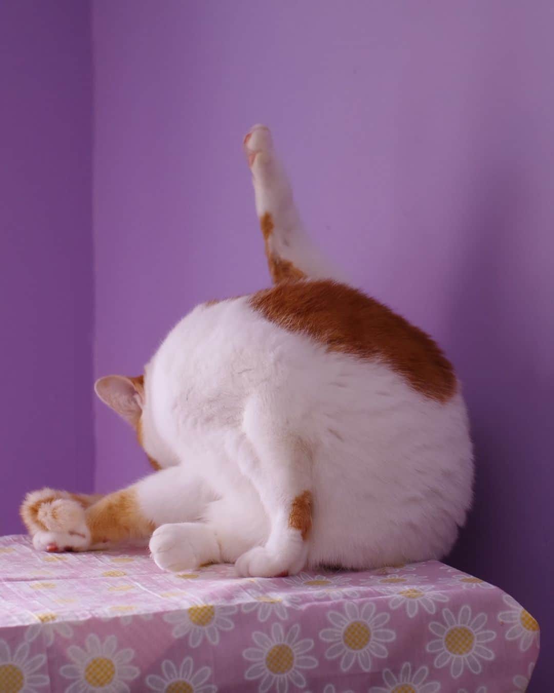 Kachimo Yoshimatsuのインスタグラム：「アンテナを立てた。  #うちの猫ら #猫 #oinari #ねこ #ニャンスタグラム #にゃんすたぐらむ #ねこのきもち #cat #ネコ #catstagram #ネコ部 http://kachimo.exblog.jp」