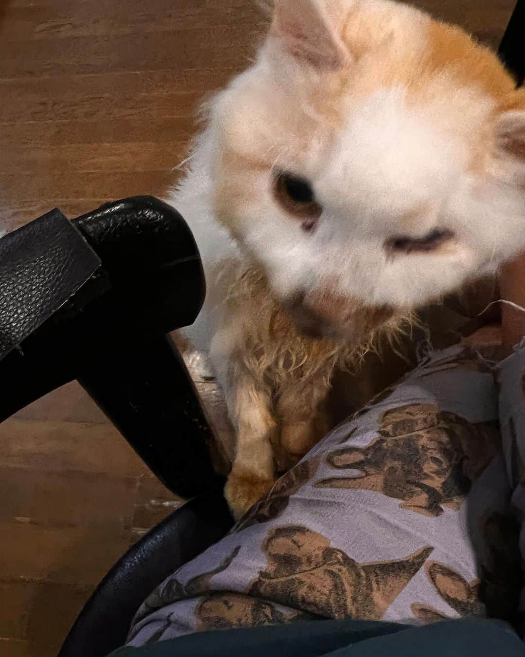 Kachimo Yoshimatsuのインスタグラム：「なあ、パン！ パンくでよ！  と襲われた。  膝に食い込む爪｡  #うちの猫ら #猫 #okaki #ねこ #ニャンスタグラム #にゃんすたぐらむ #ねこのきもち #cat #ネコ #catstagram #ネコ部 http://kachimo.exblog.jp」