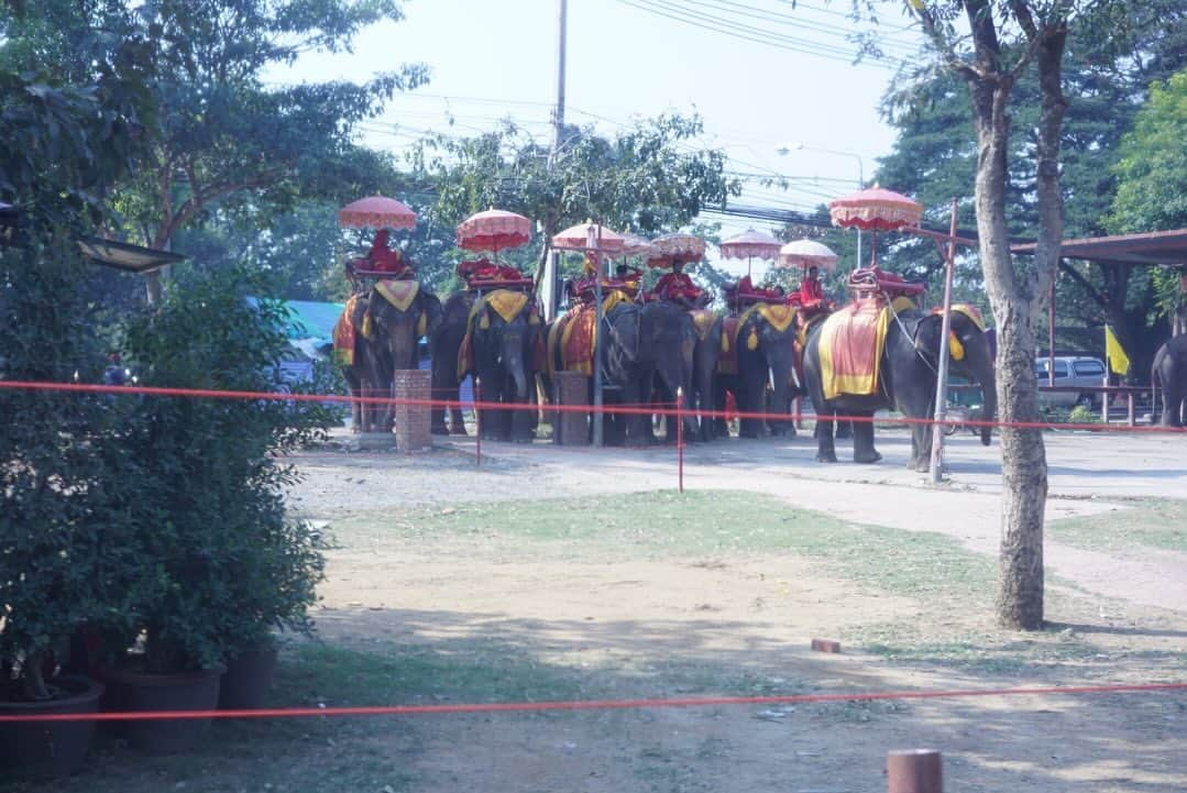 中島裕翔さんのインスタグラム写真 - (中島裕翔Instagram)「Me when I was in Thailand to have shooting the film Bokura no gohan wa ashita de matteru (2017).  I’ve loved cilantro since then.  It brings back memories of riding an elephant.  I was so young anyway.   僕ごはでタイに行った時の。 この時からパクチー食べられるようになったんよぉ。 あとゾウさんに乗らせていただきました。 若いなぁ。  #yutogenic #bokugoha #thailand #tb」11月17日 18時39分 - iam_yuto_nakajima