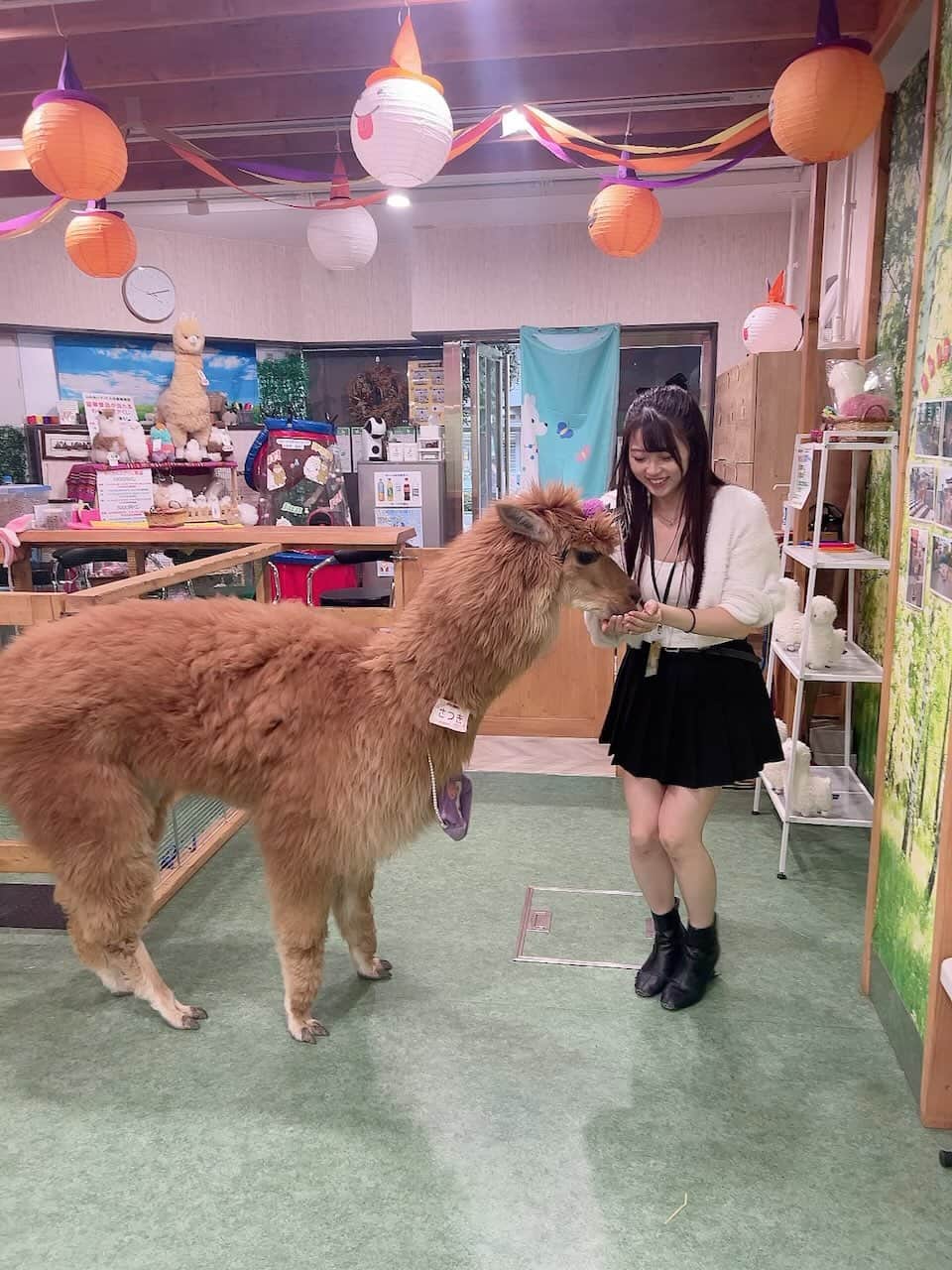 船戸ゆきののインスタグラム：「アルパカたんとたわむれ」