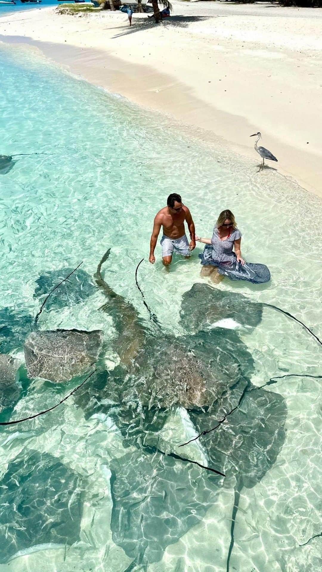 Live To Exploreのインスタグラム：「During our time @lilybeachresortmaldives we had the chance to go on the craziest excursion in our lives.   The main goal was to swim with hundreds of nurse sharks, but before going directly into the action we made a stop on a local island to enjoy some precious time with the stingrays.   We haven’t posted anything yet about our swim with the sharks (even in stories) so stay tuned if you don’t want to miss the full video!  . . . . #stingrays #welivetoexplore #traveltheworld #wildexperience #creativetravelcouples #maldivesislands #lilybeach #exploremaldives」