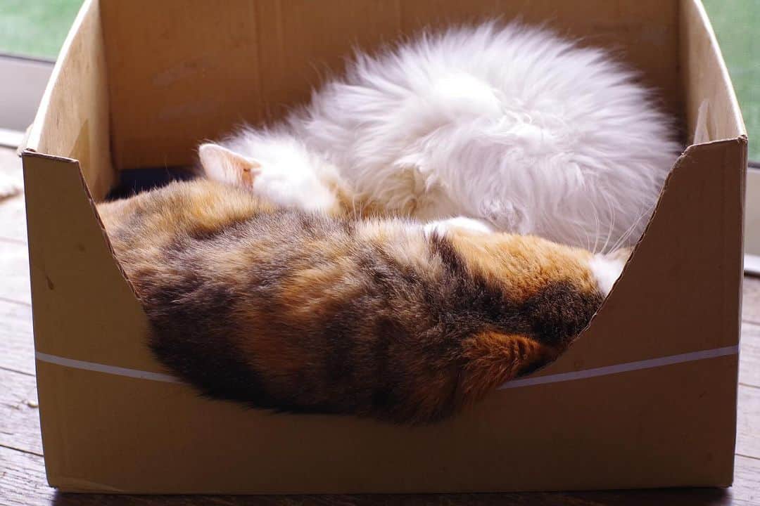 Kachimo Yoshimatsuさんのインスタグラム写真 - (Kachimo YoshimatsuInstagram)「かなりはみ出てる。  #うちの猫ら #okaki #castella #猫 #ねこ #ニャンスタグラム #にゃんすたぐらむ #ねこのきもち #cat #ネコ #catstagram #ネコ部 http://kachimo.exblog.jp」11月17日 18時57分 - kachimo