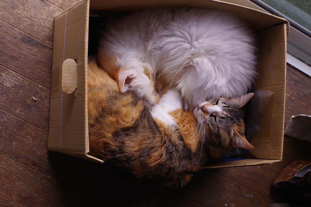 Kachimo Yoshimatsuさんのインスタグラム写真 - (Kachimo YoshimatsuInstagram)「かなりはみ出てる。  #うちの猫ら #okaki #castella #猫 #ねこ #ニャンスタグラム #にゃんすたぐらむ #ねこのきもち #cat #ネコ #catstagram #ネコ部 http://kachimo.exblog.jp」11月17日 18時57分 - kachimo