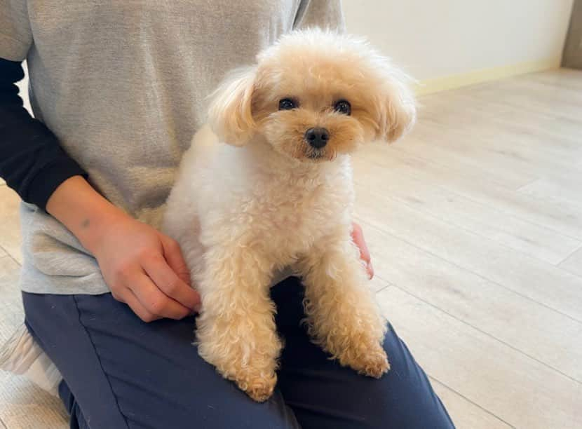 くるみたんさんのインスタグラム写真 - (くるみたんInstagram)「きょうもあたちがんばったよー🐶  東京は朝雨強かったのでお散歩には行けなかったけど 保育園でたくさんトレーニングして満喫して帰ってきました😊  お友達ともたくさん遊べたみたい♡  わんこが苦手な子、案外多いと思うけど くるみは保育園で他のお友達に慣れていったよー！ ここの先生みんなすごく褒めてくれるから くるみも楽しいみたい笑(単純なやつめ🤣)  犬の保育園 → @dogrhythm_meguro   神楽坂と世田谷にもあるよ！🏠🐕 @dogrhythm_kagurazaka  @dogrhythm_setagaya   #超予約困難犬 #プードル #トイプードル #ティーカッププードル #犬 #ふわもこ部  #犬バカ部 #アプリコット #パピー #ペット #poodle #toypoodle #teacuppoodle #dog #dogstagram #instadog #puppy #tokyo #くるみたん」11月17日 19時00分 - kurumitaan