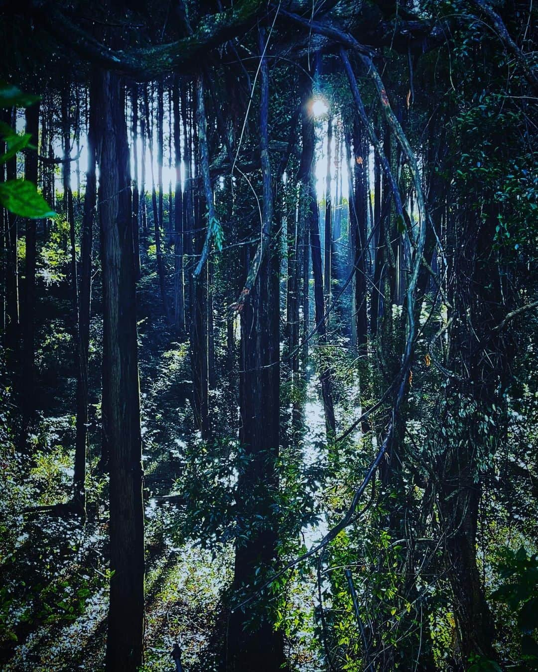 佐藤東弥さんのインスタグラム写真 - (佐藤東弥Instagram)「大雨で途方に暮れるも日が差してきた」11月17日 19時09分 - touyasato