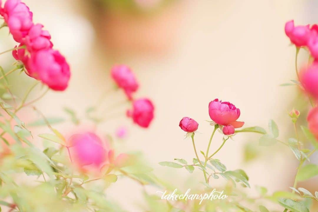 花の写真館のインスタグラム