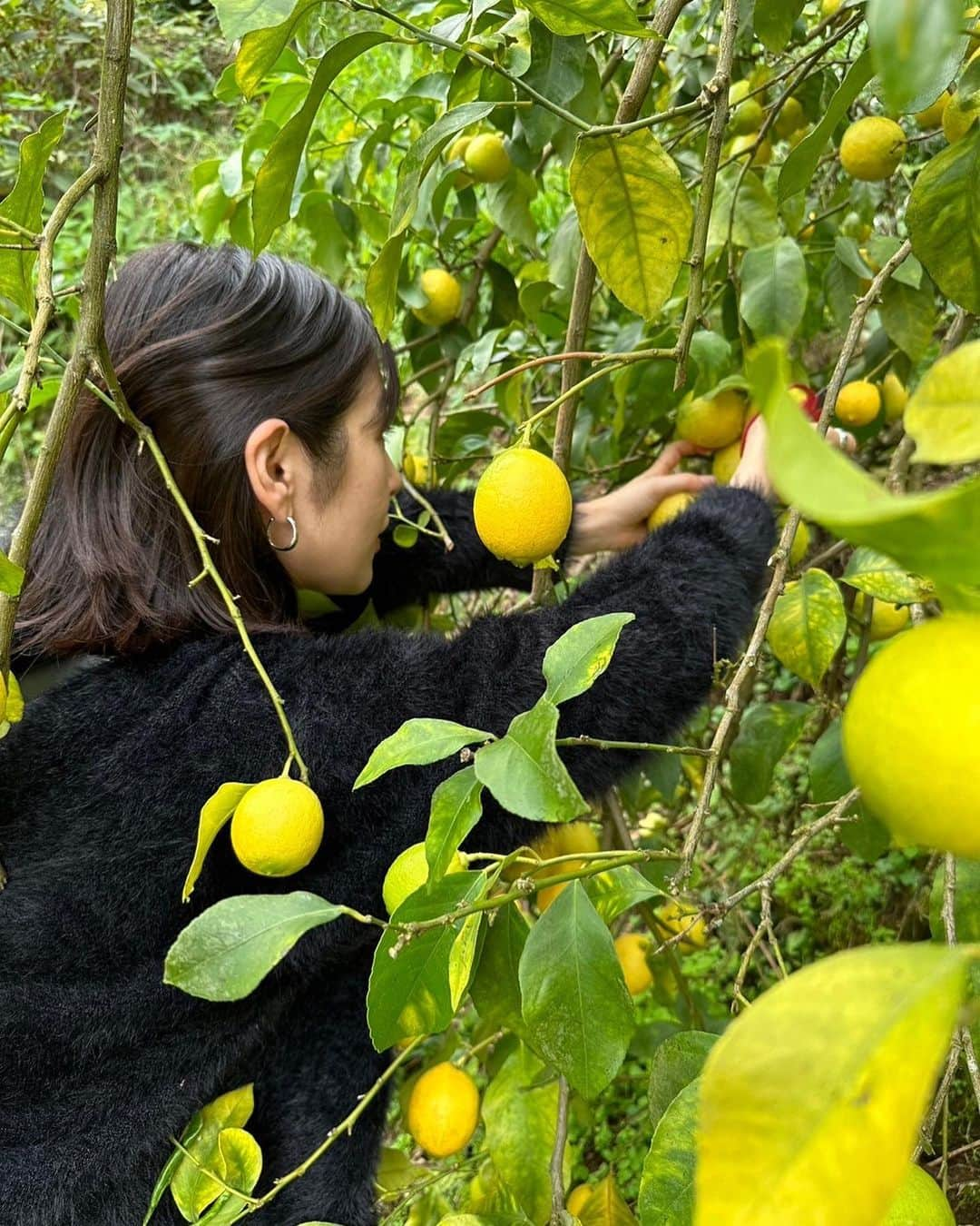 川口花乃子さんのインスタグラム写真 - (川口花乃子Instagram)「🍋🍋🍋🍋🍋🫶💕 #lemon #収穫」11月17日 19時28分 - canocokawaguchi